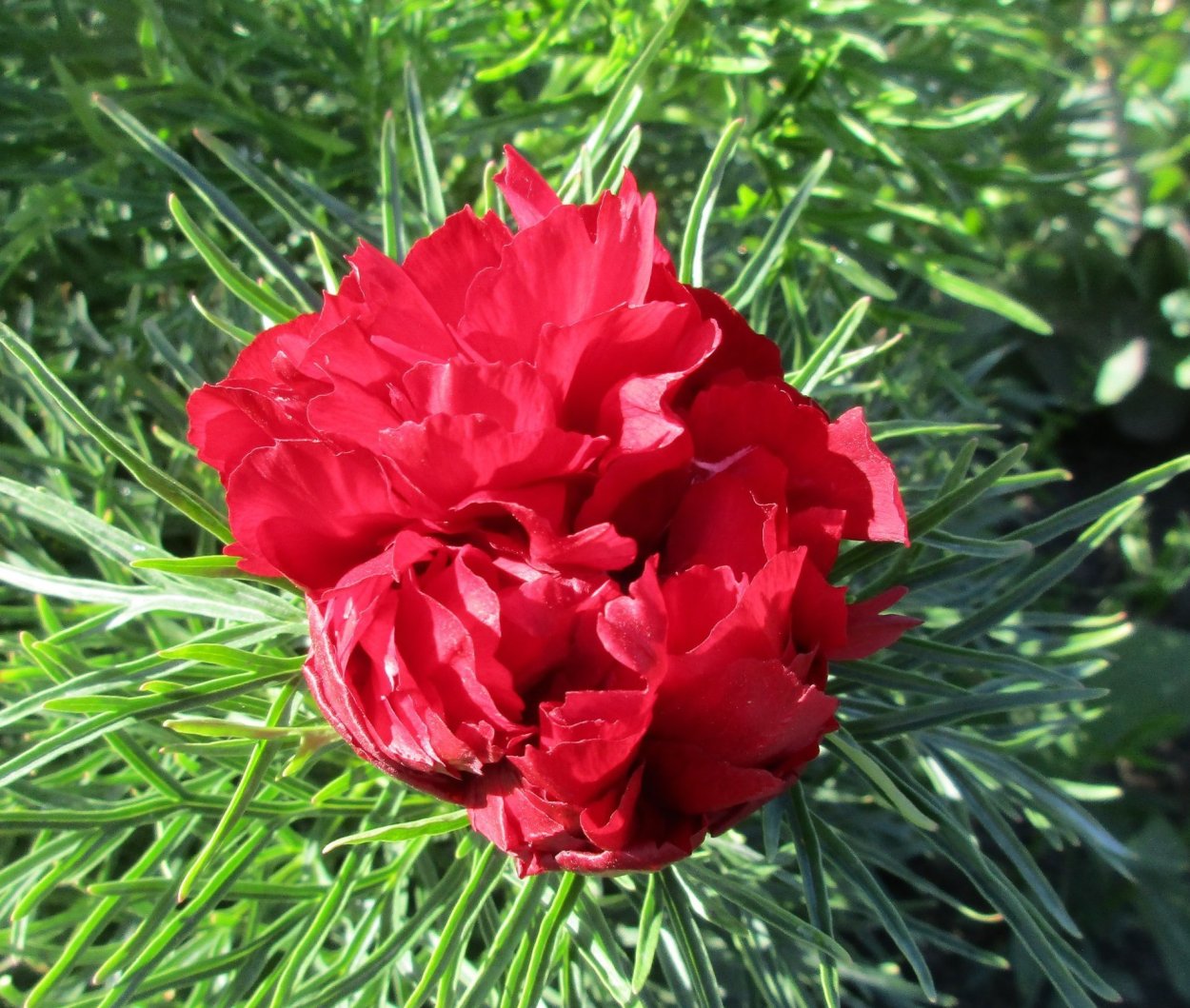 Пион тонколистный махровый