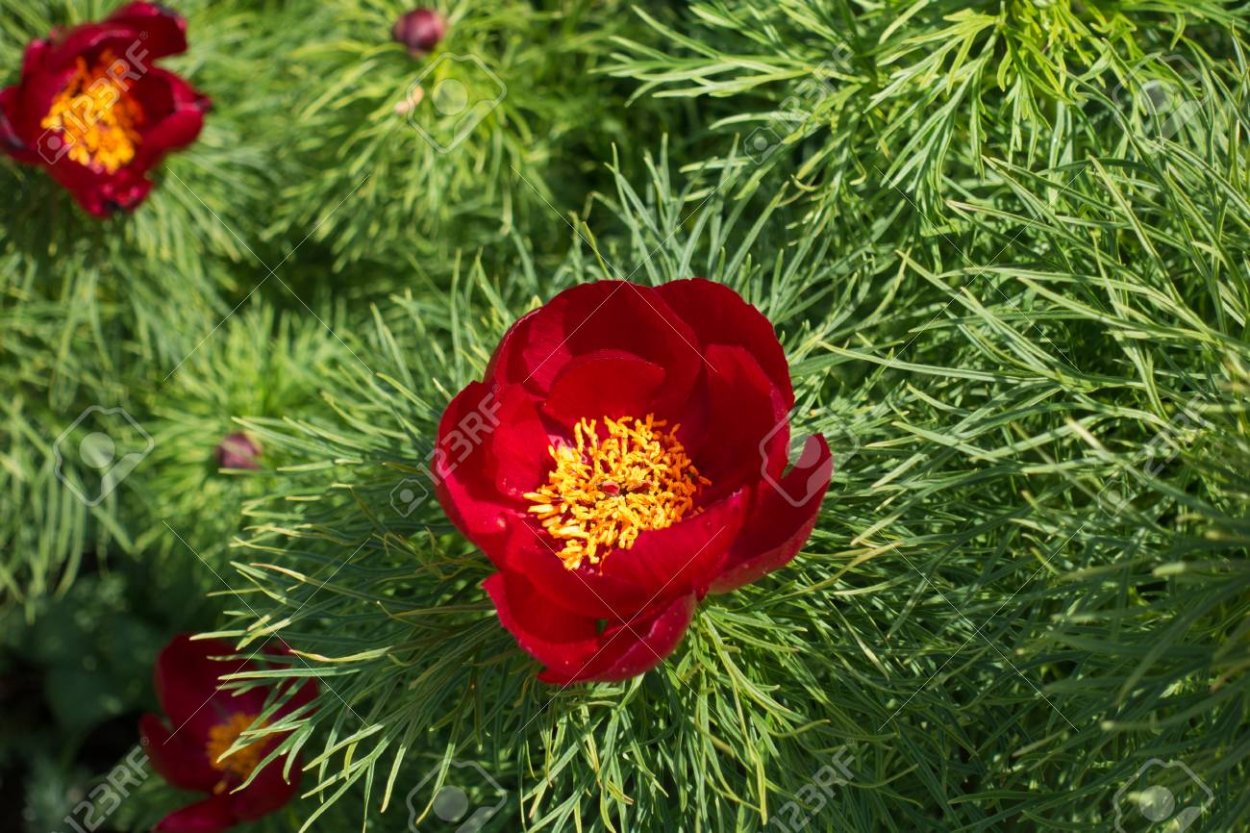 Похож на пион цветет в мае
