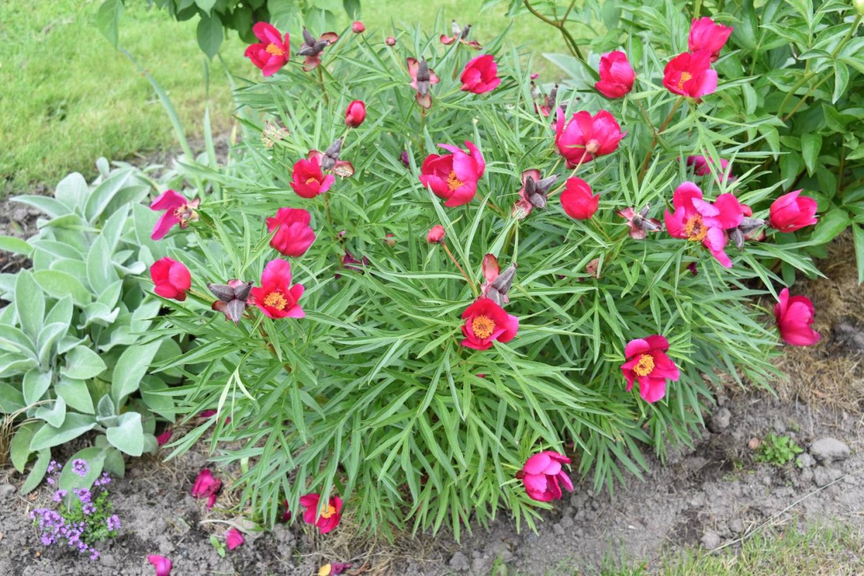 Пион тонколистный Орленок