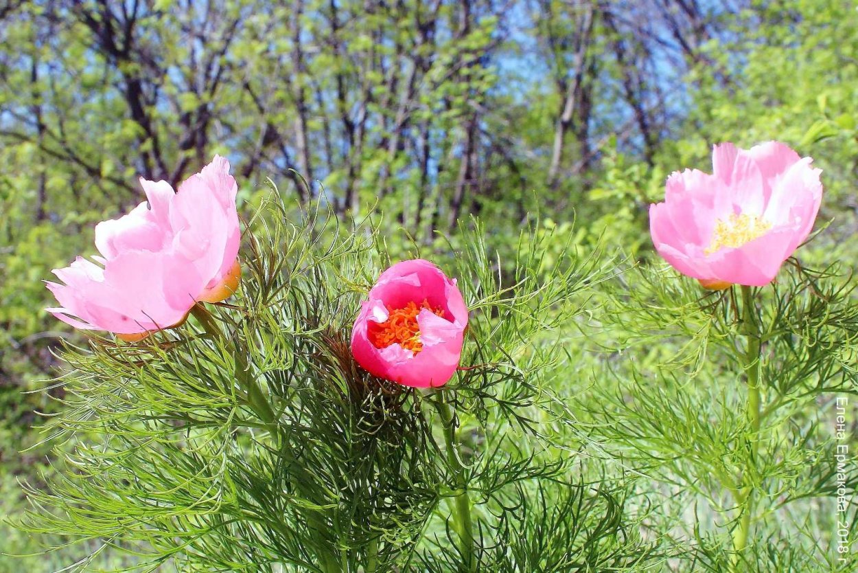 Хвалынский национальный парк тонколистный пион