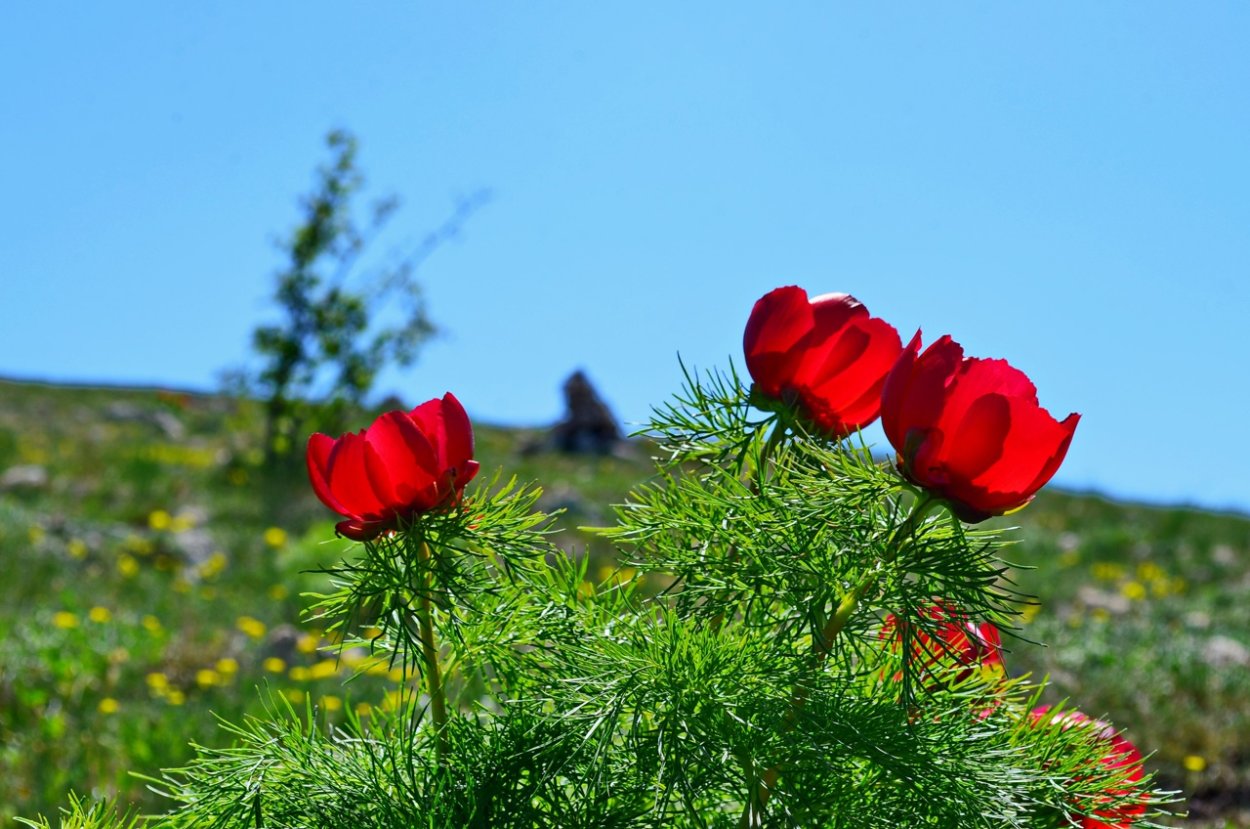 Красная книга России растения пион узколистный