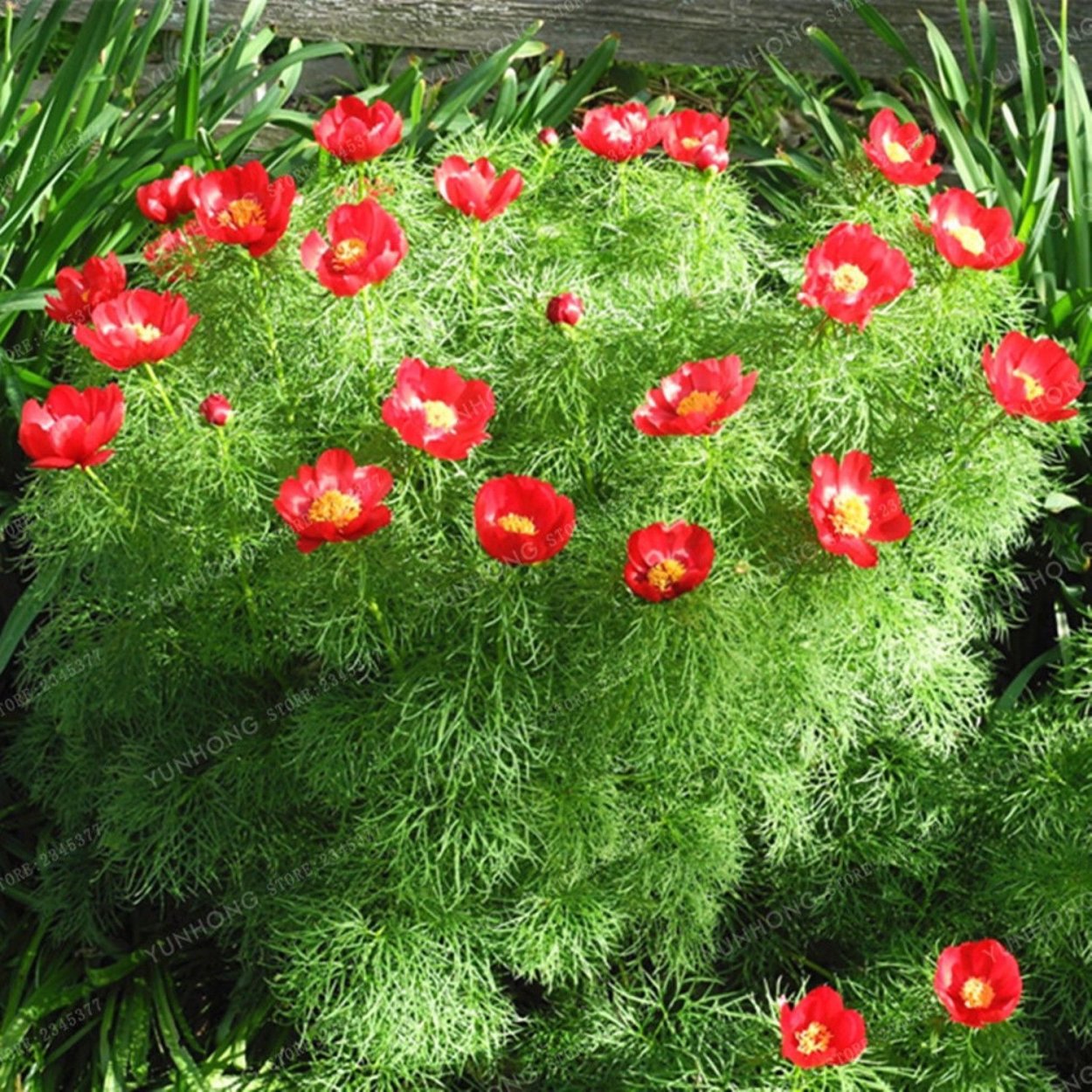 Пион тонколистный махровый