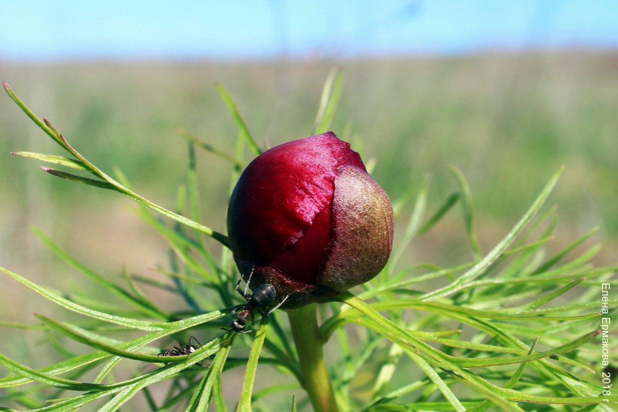 Пион тонколистный Пятигорск
