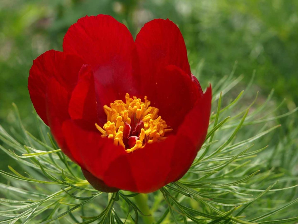 Пион тонколистный