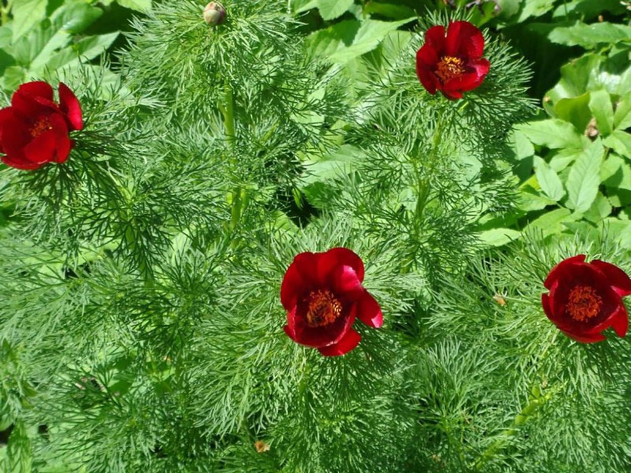 Пион тонколистный адонис