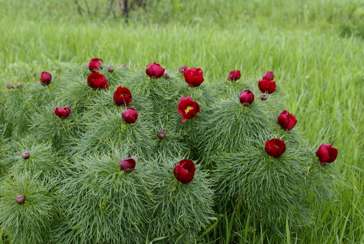 Пион узколистный пол