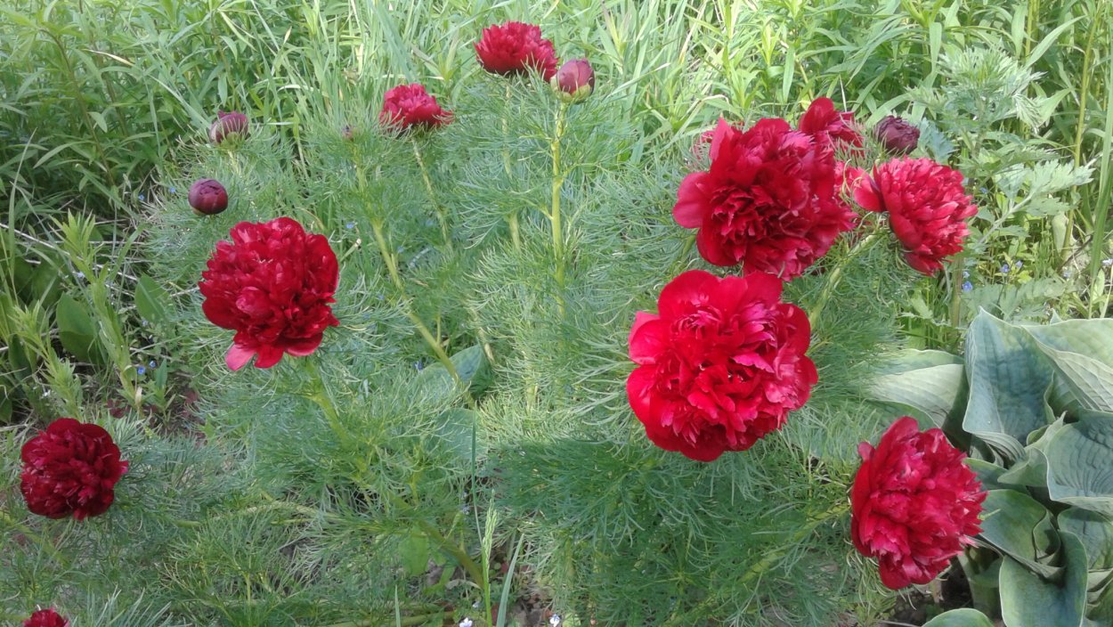 Пион тонколистный махровый