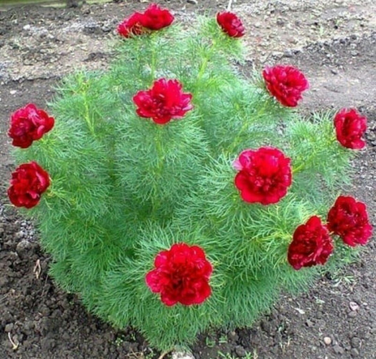 Пион тонколистный махровый