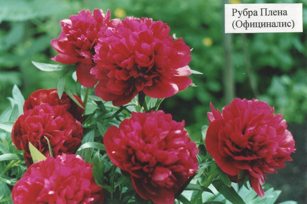 Officinalis rubra Plena пион