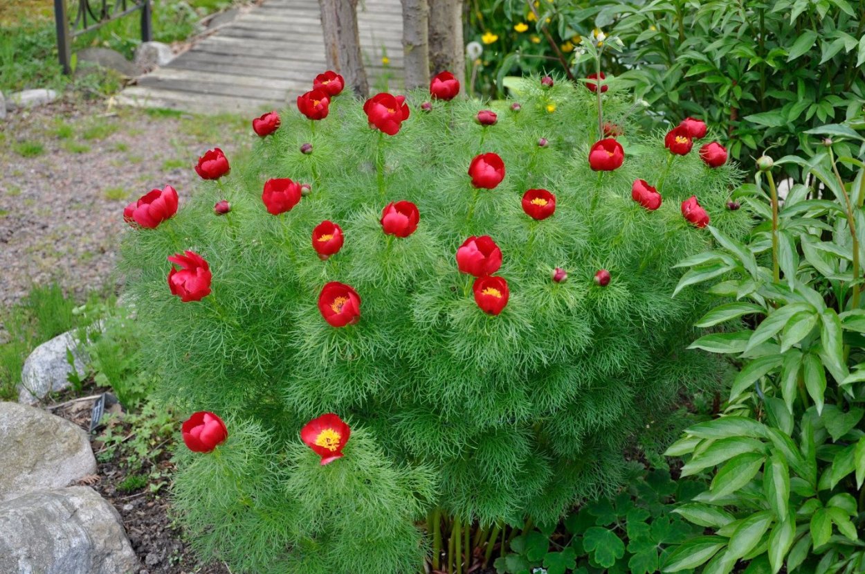 Пион тонколистный Воронец