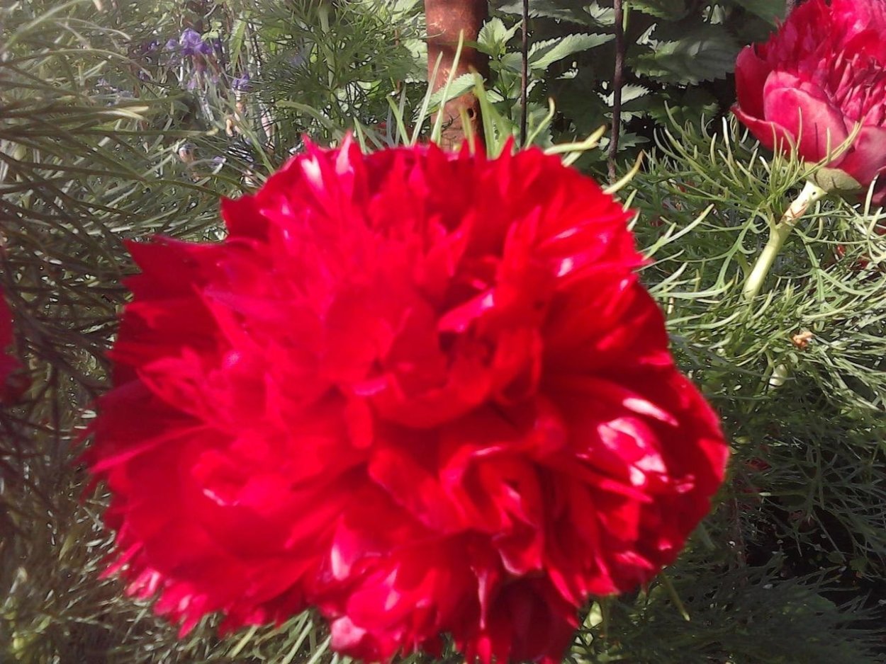 Сколько стоит пион Воронец