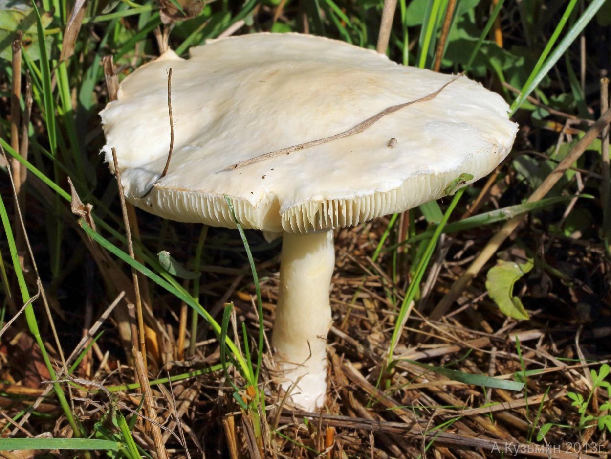 Гриб лепиота краснопластинчатая