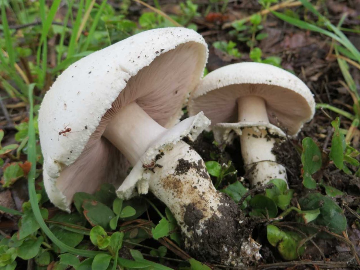 Шампиньон Таблитчатый (Agaricus tabularis)