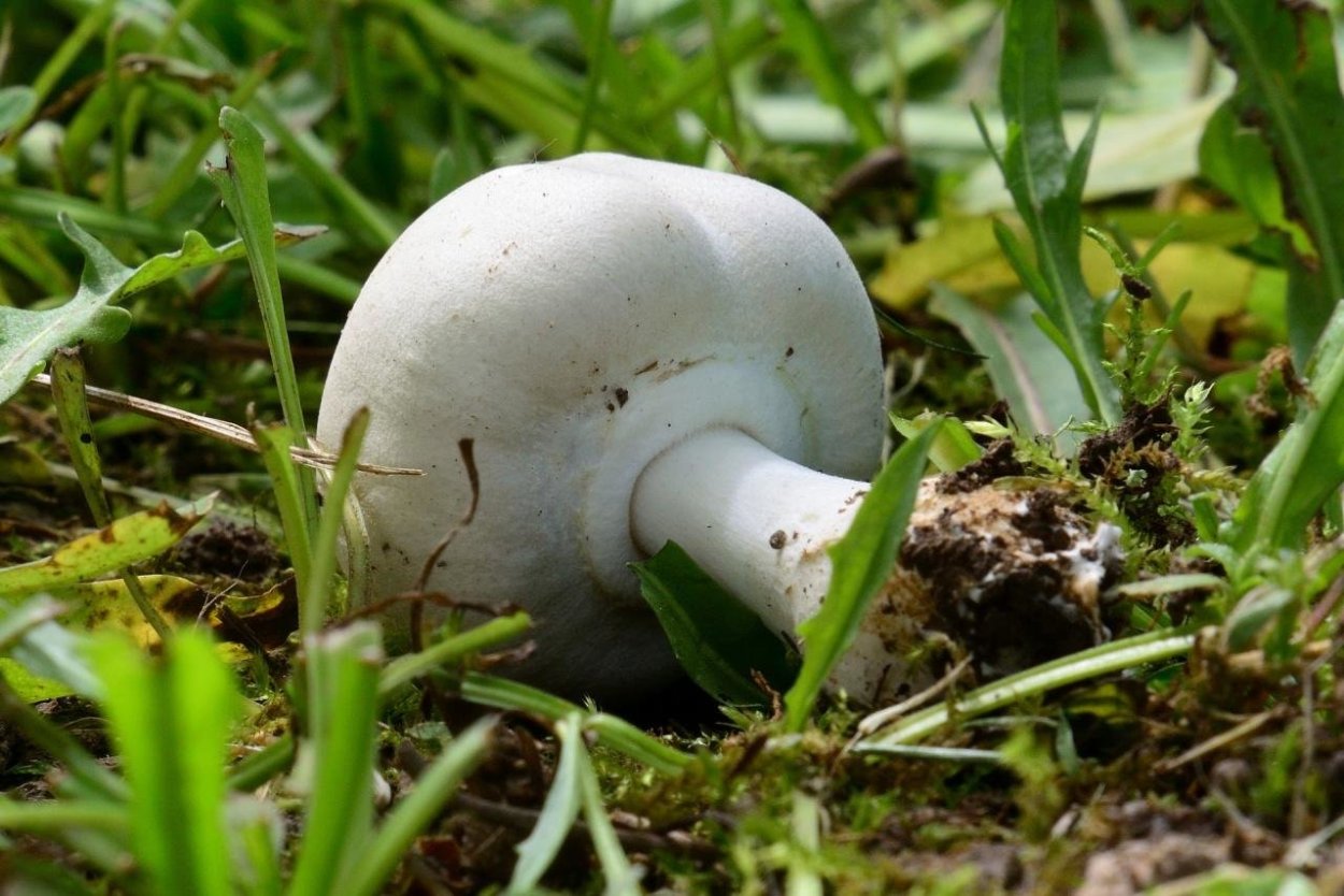 Белошампиньон длиннокорневой (Leucoagaricus barssii)