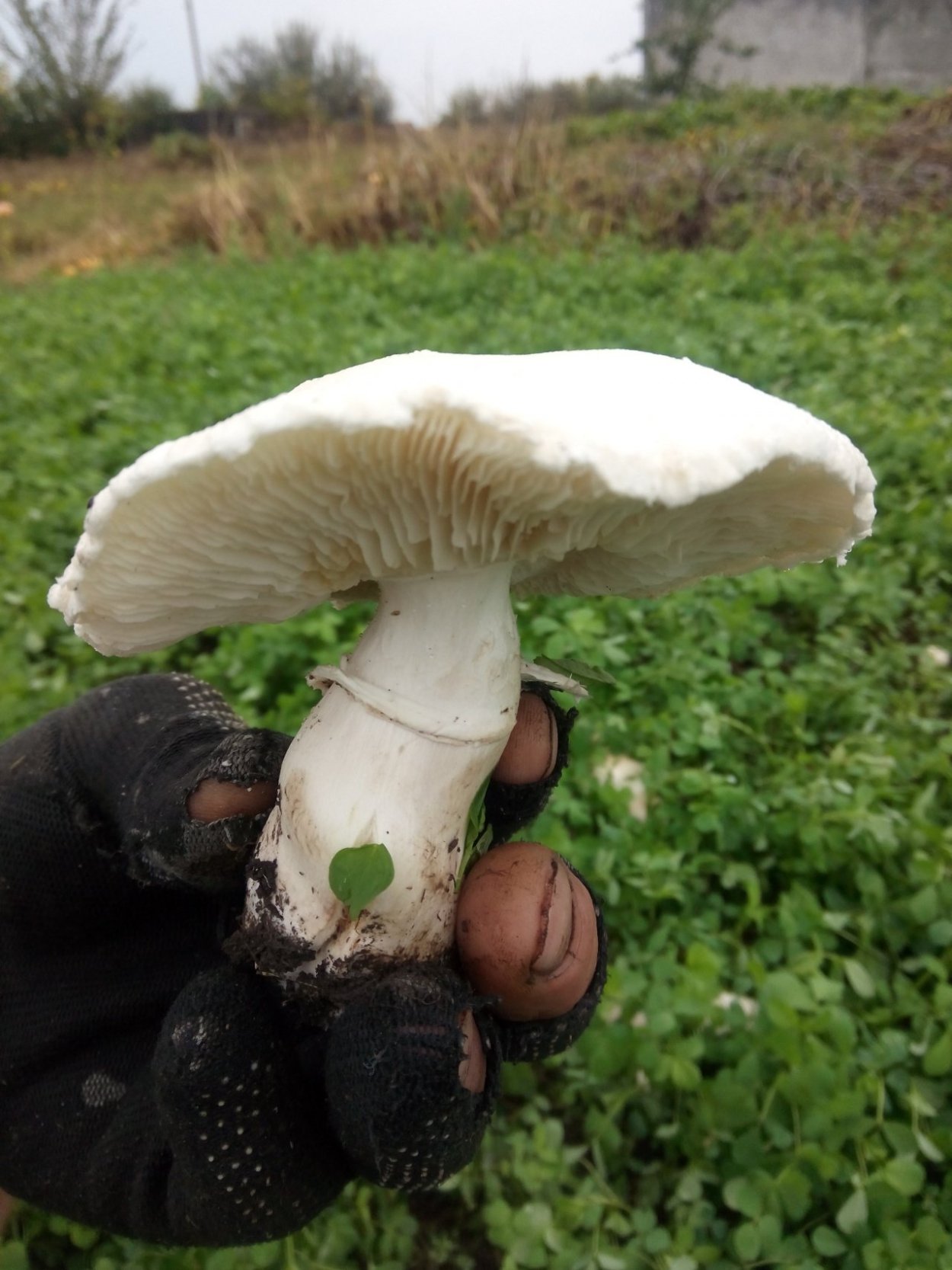 Хлорофиллум свинцовошлаковый гриб