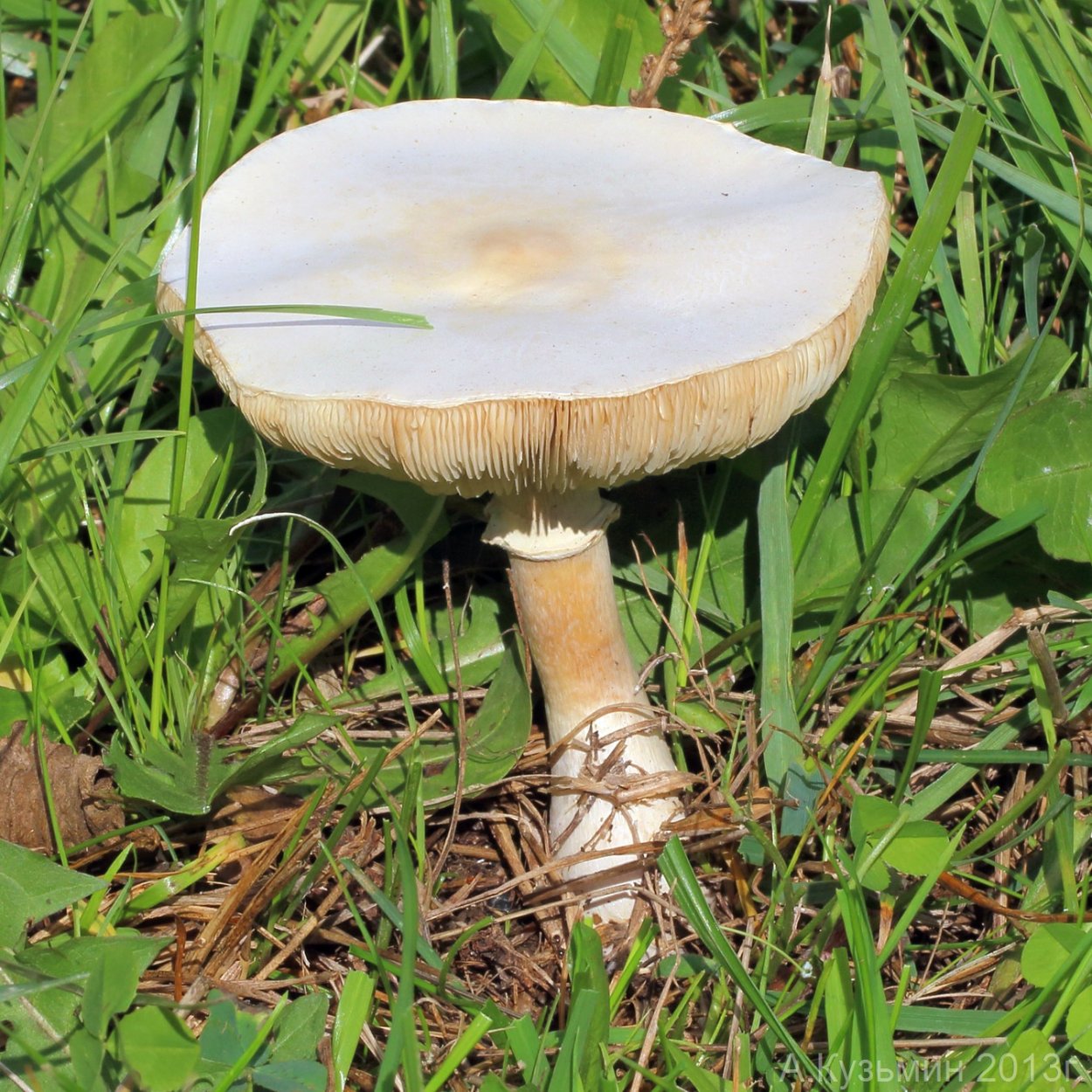 Лепиота краснопластинчатая