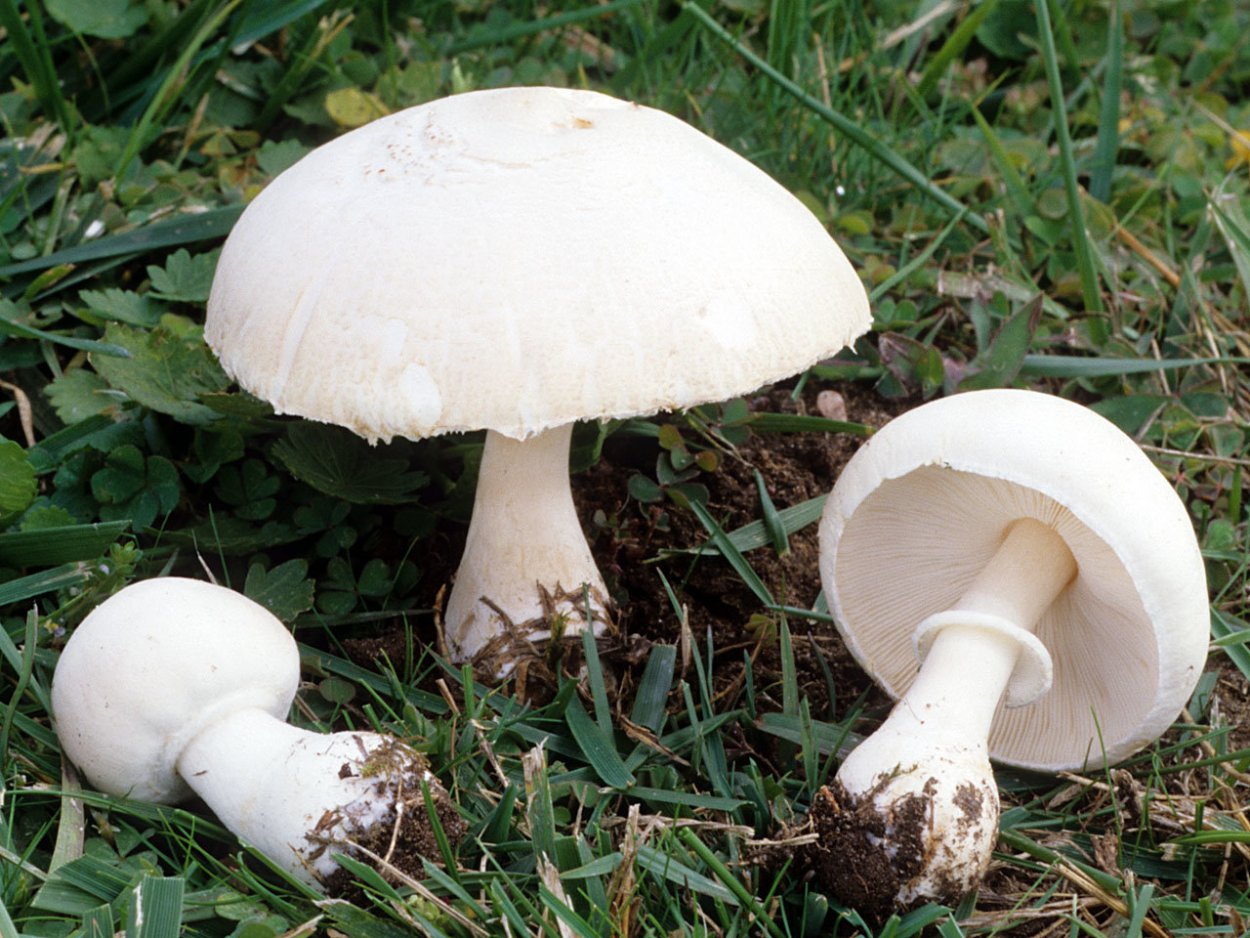 Шампиньон двуспоровый (Agaricus bisporus)