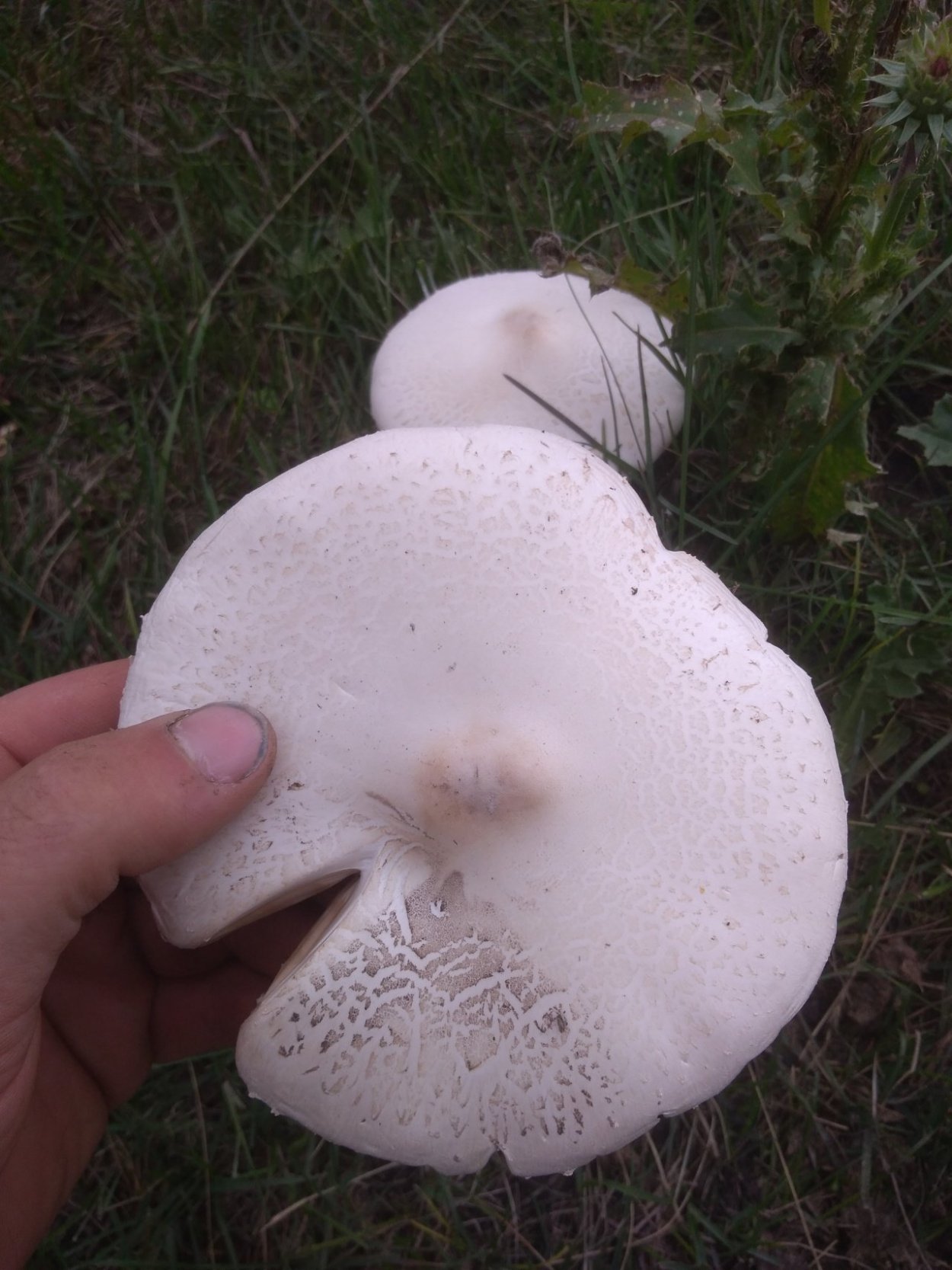 Шампиньон плоскошляпковый Agaricus placomyces