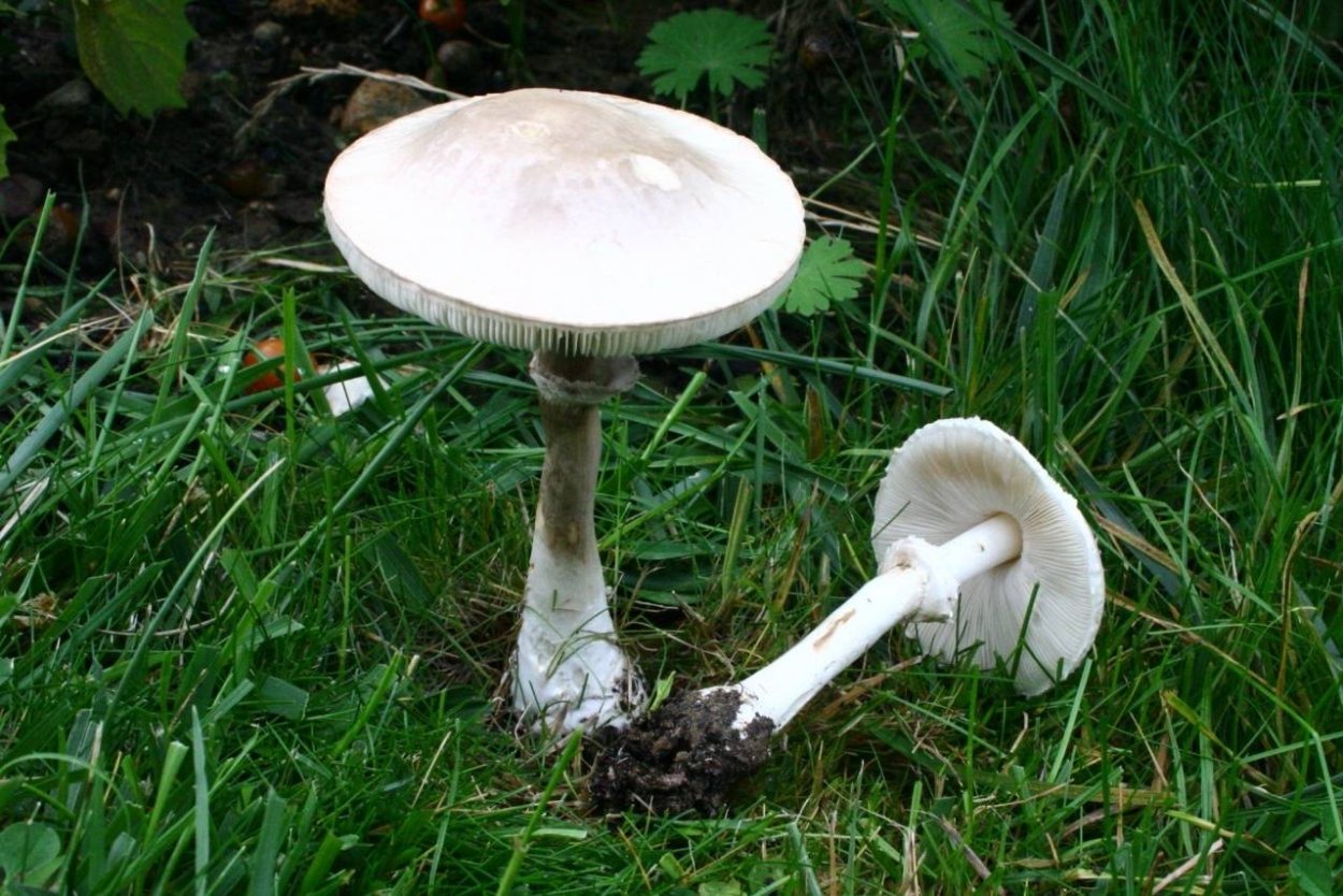 Белый горный гриб Крым