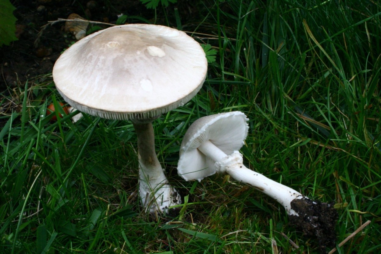 Белошампиньон краснопластинчатый (Leucoagaricus Leucothites)