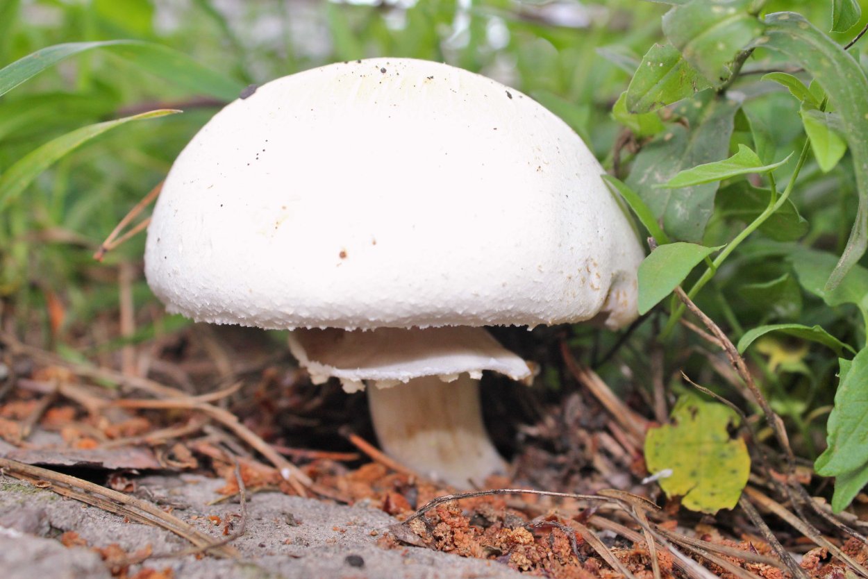 Шампиньон Луговой Agaricus Campestris