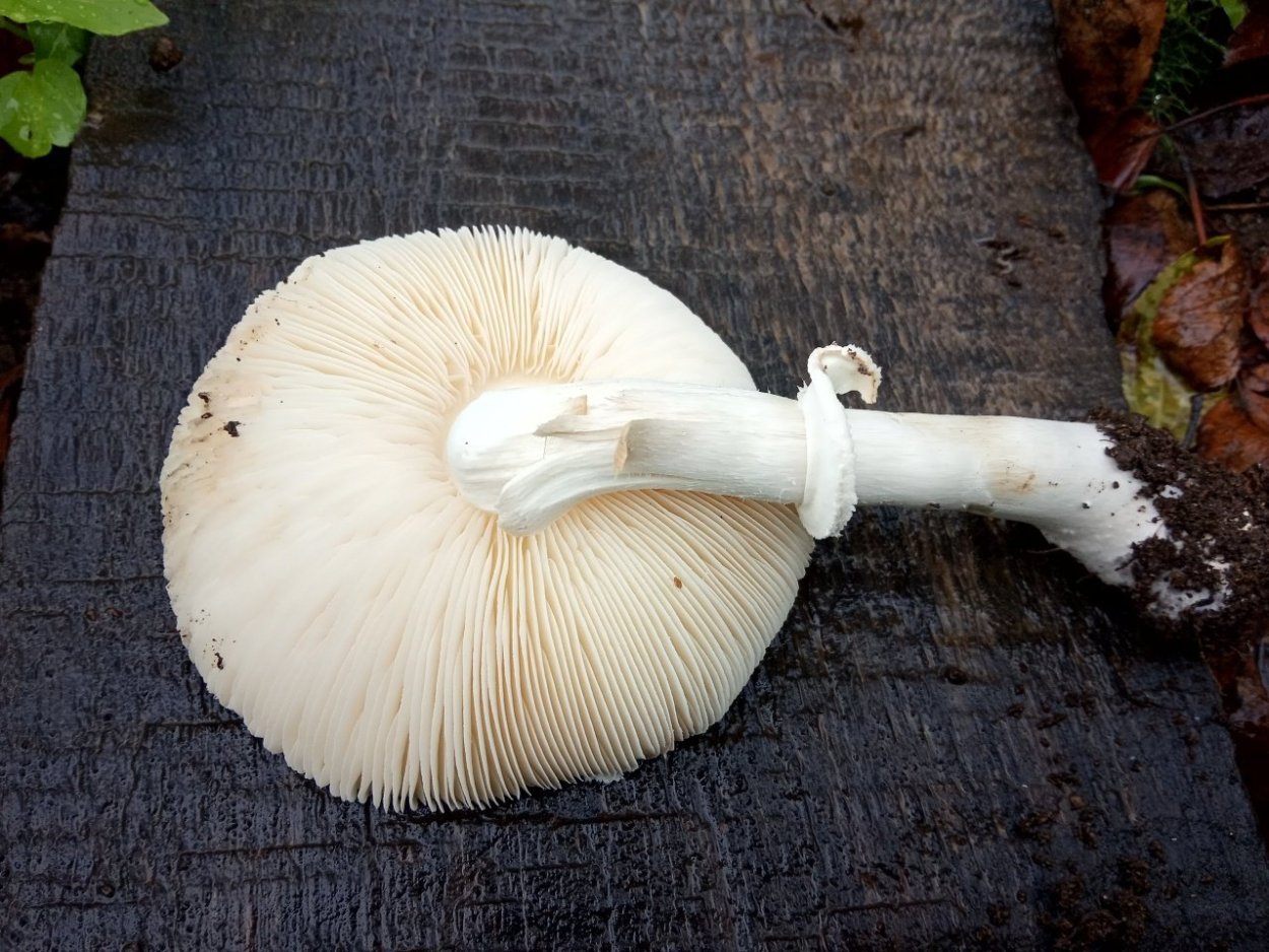 Leucoagaricus irinellus