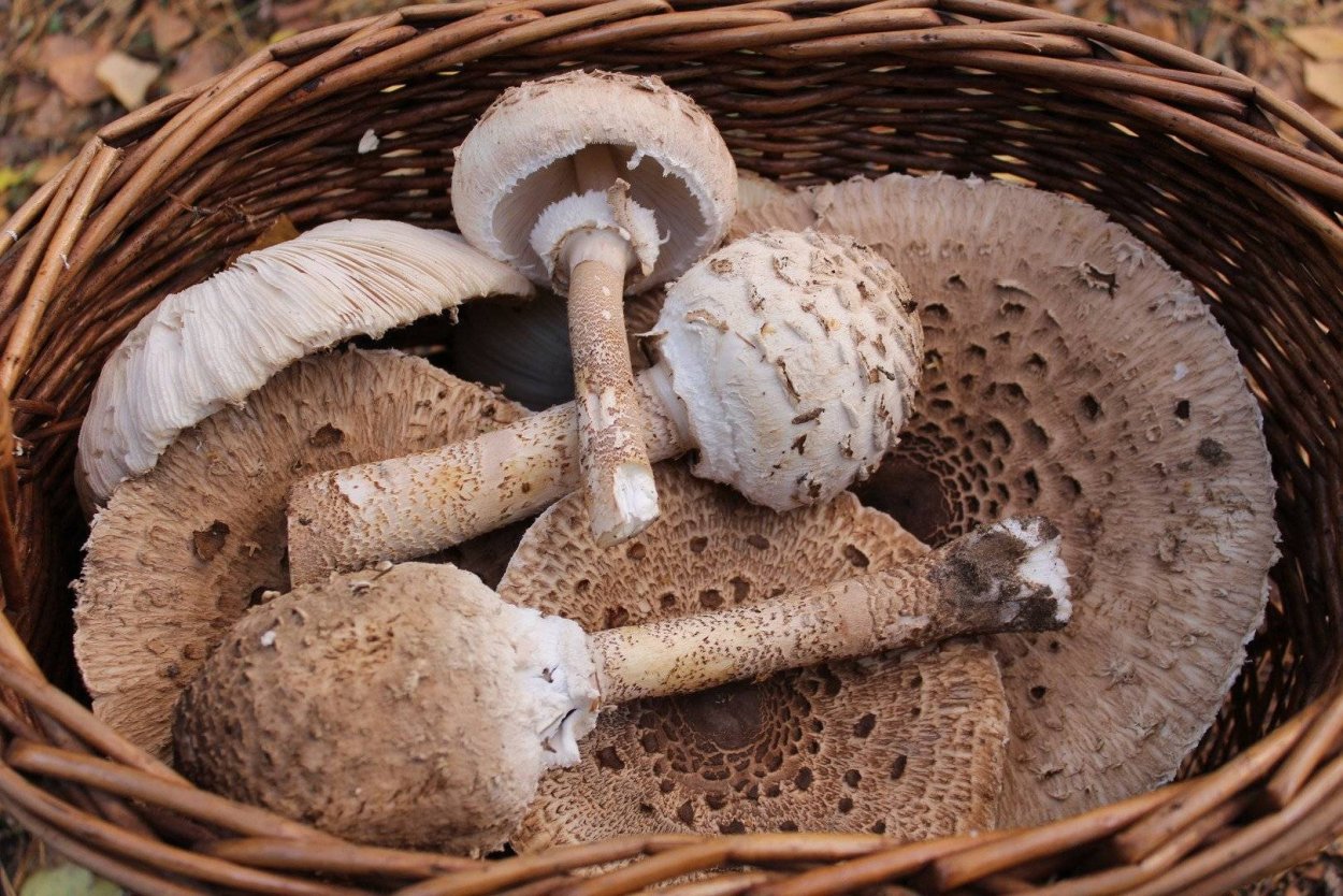 Шампиньон Таблитчатый (Agaricus tabularis)