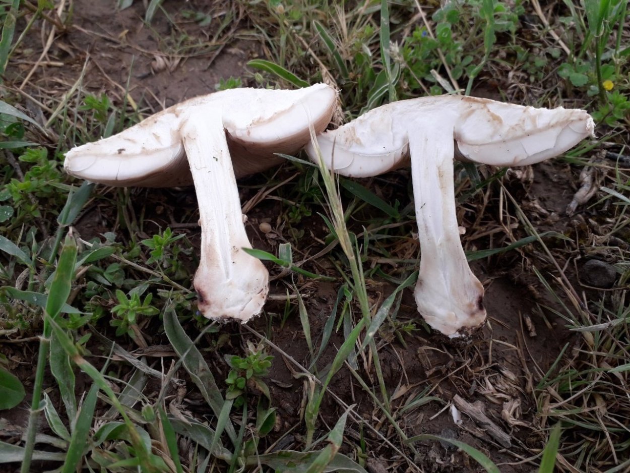 Белошампиньон краснопластинчатый