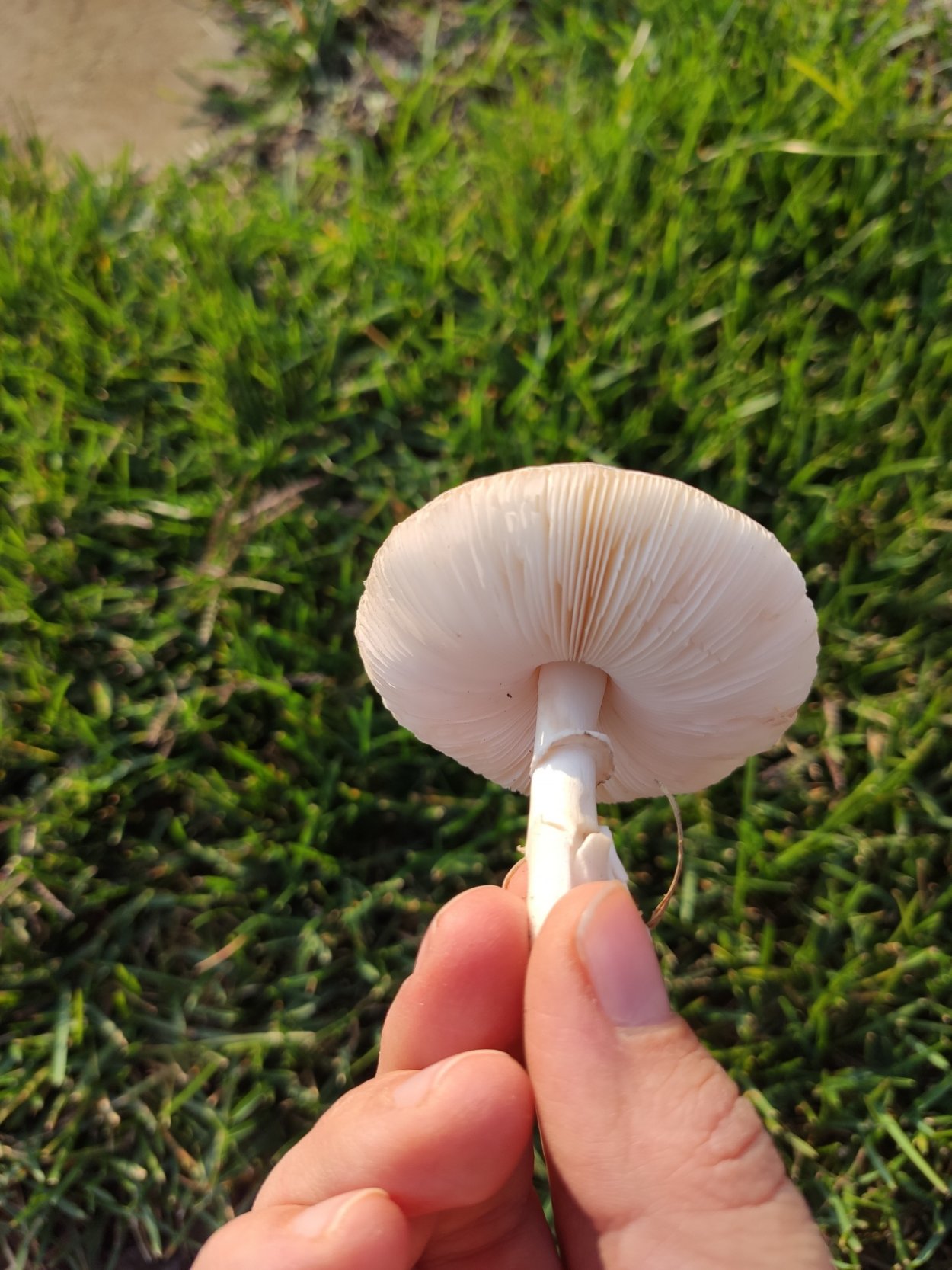 Leucoagaricus naucinus