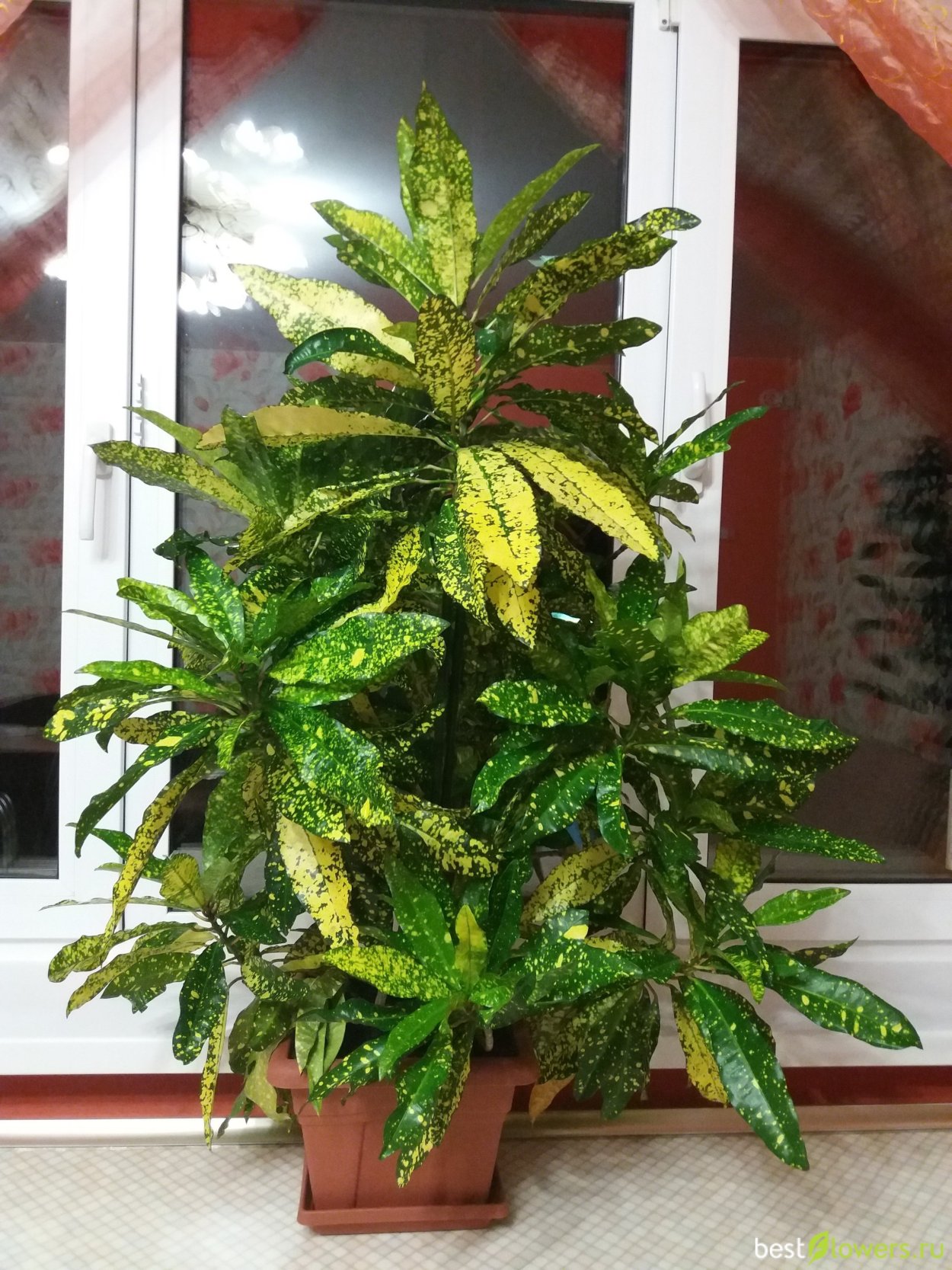 Кротон Голд Кинг