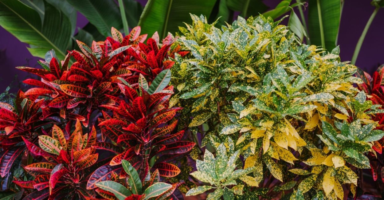 Кодиум Ацтек