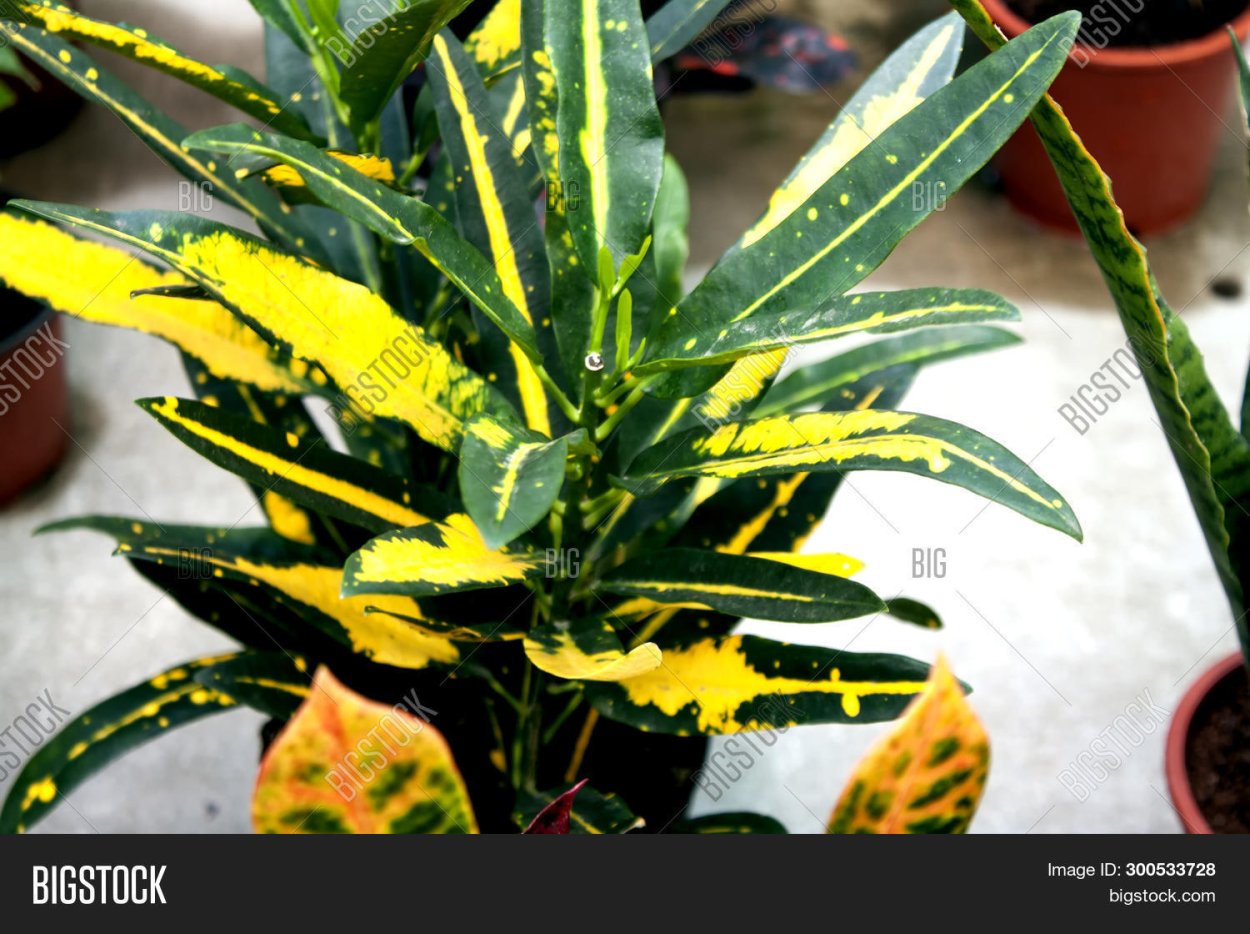 Кротон Гуаябо