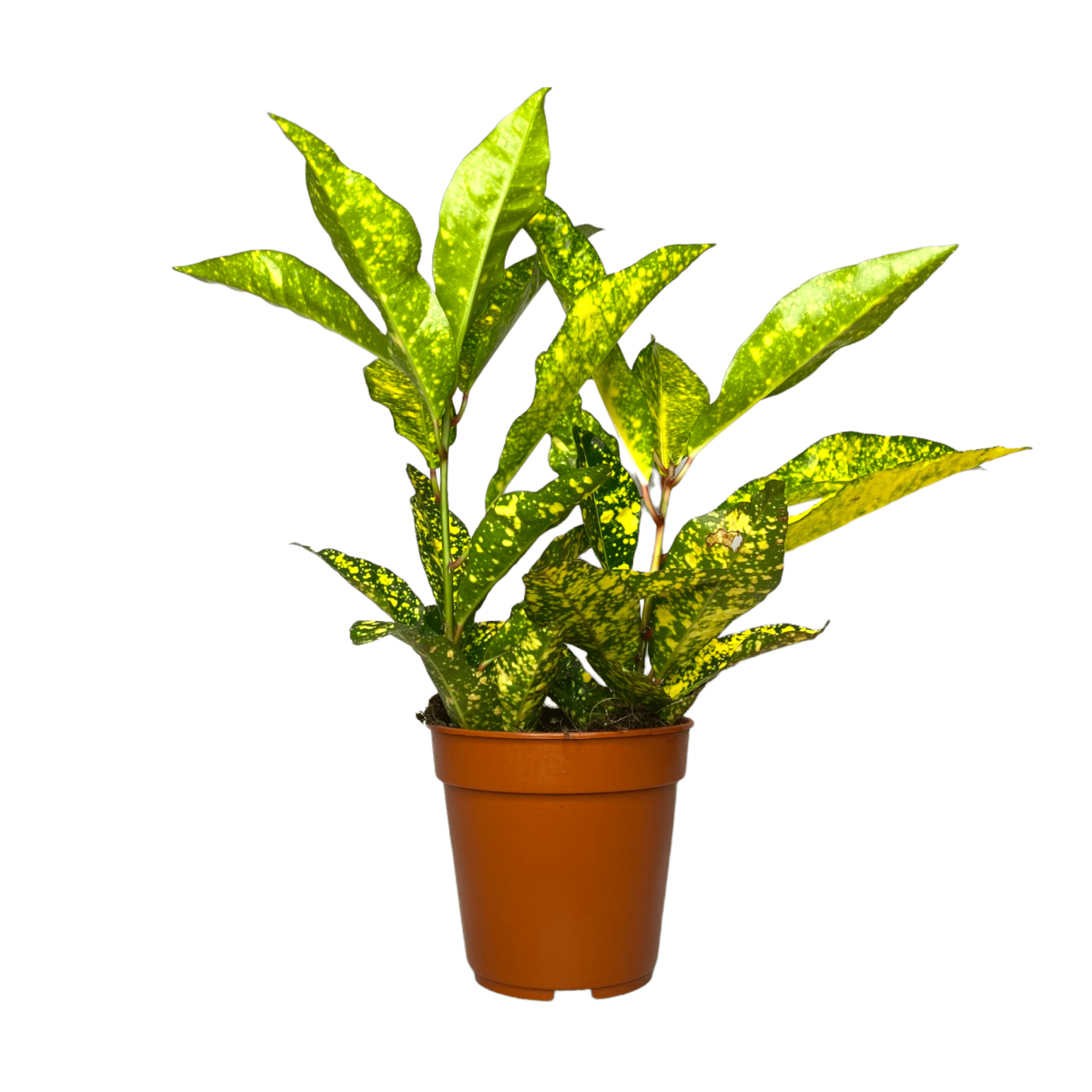 Кротон Гуаябо