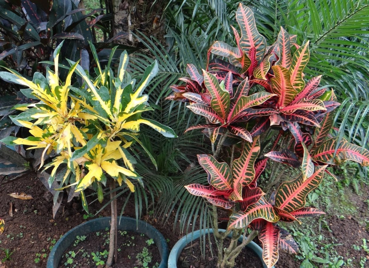 Кодиеум Петра