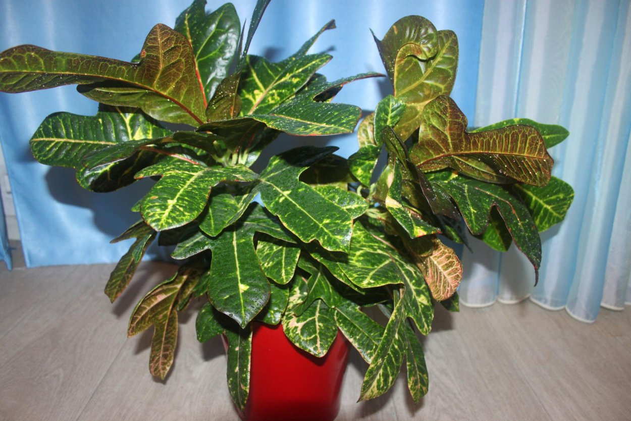 Аглаонема Мария в интерьере