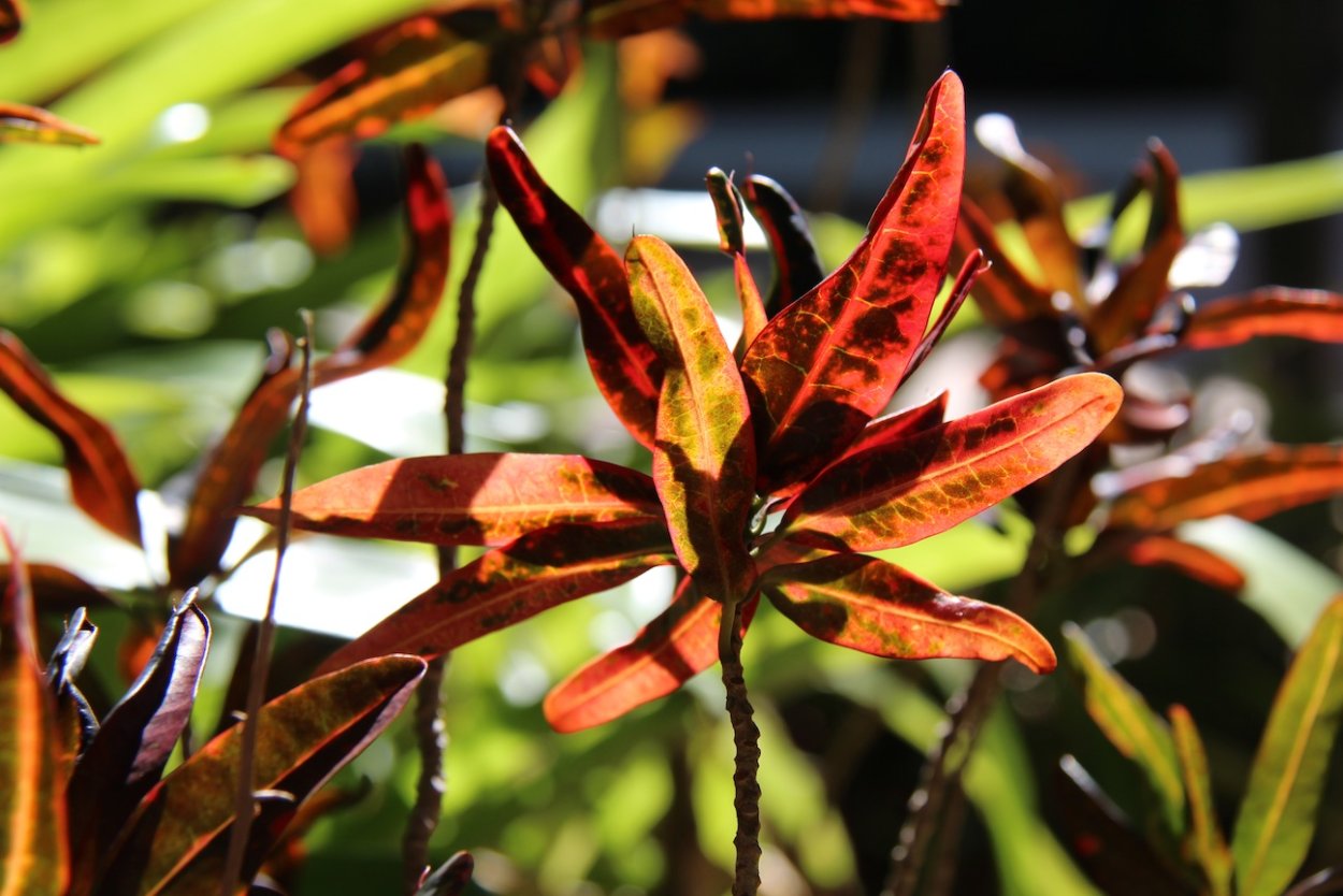 Кодиеум аукуба