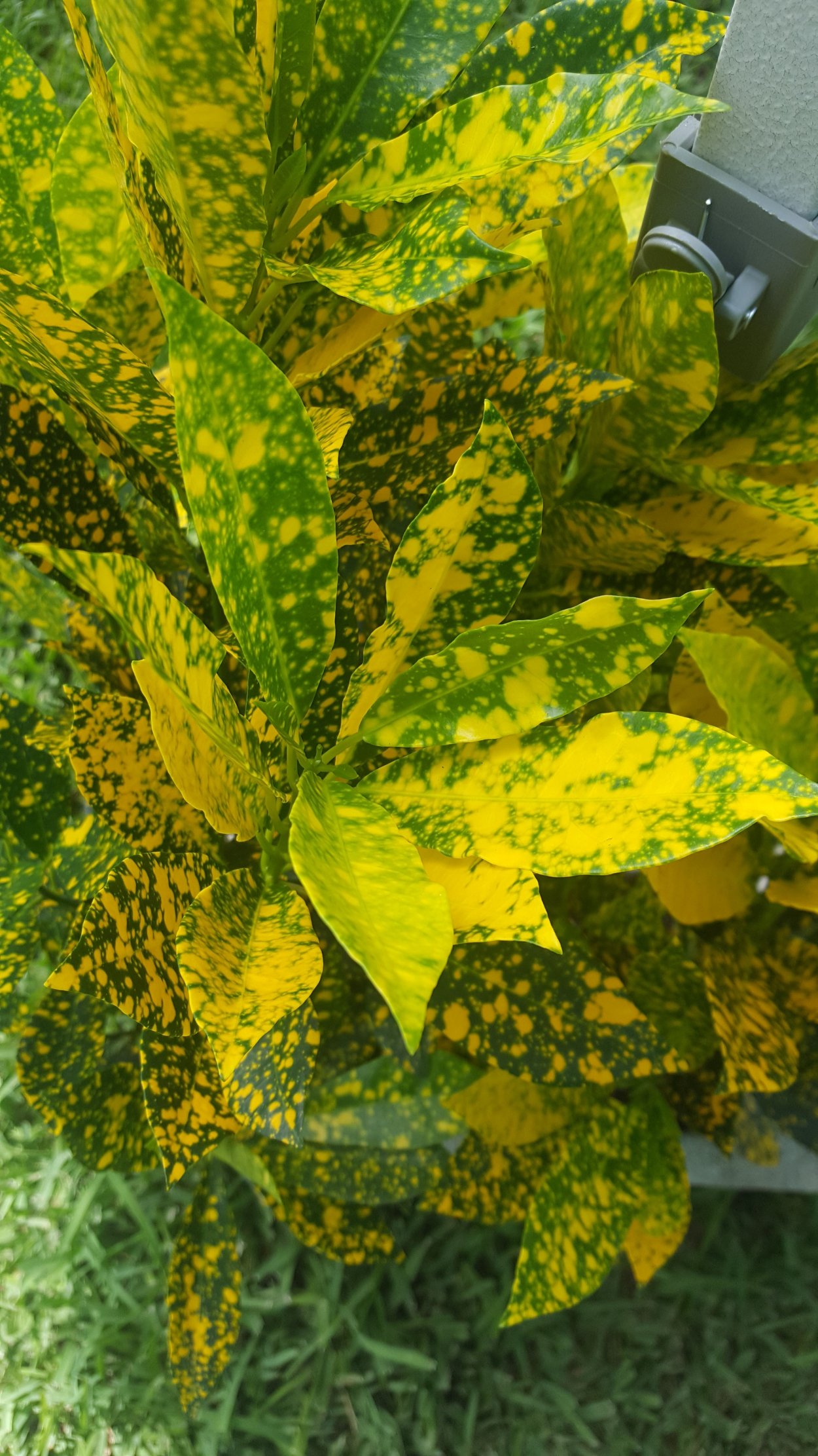 Кротон Санни Голд