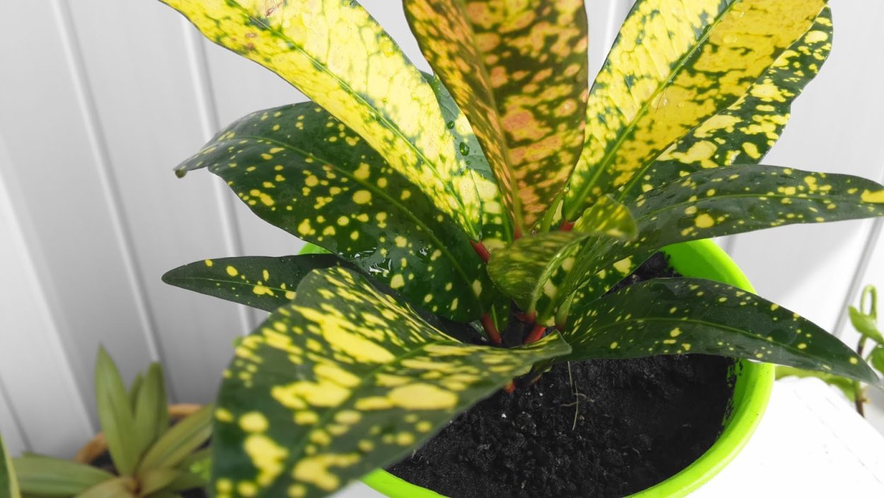 Кротон Виктория Голден Белл