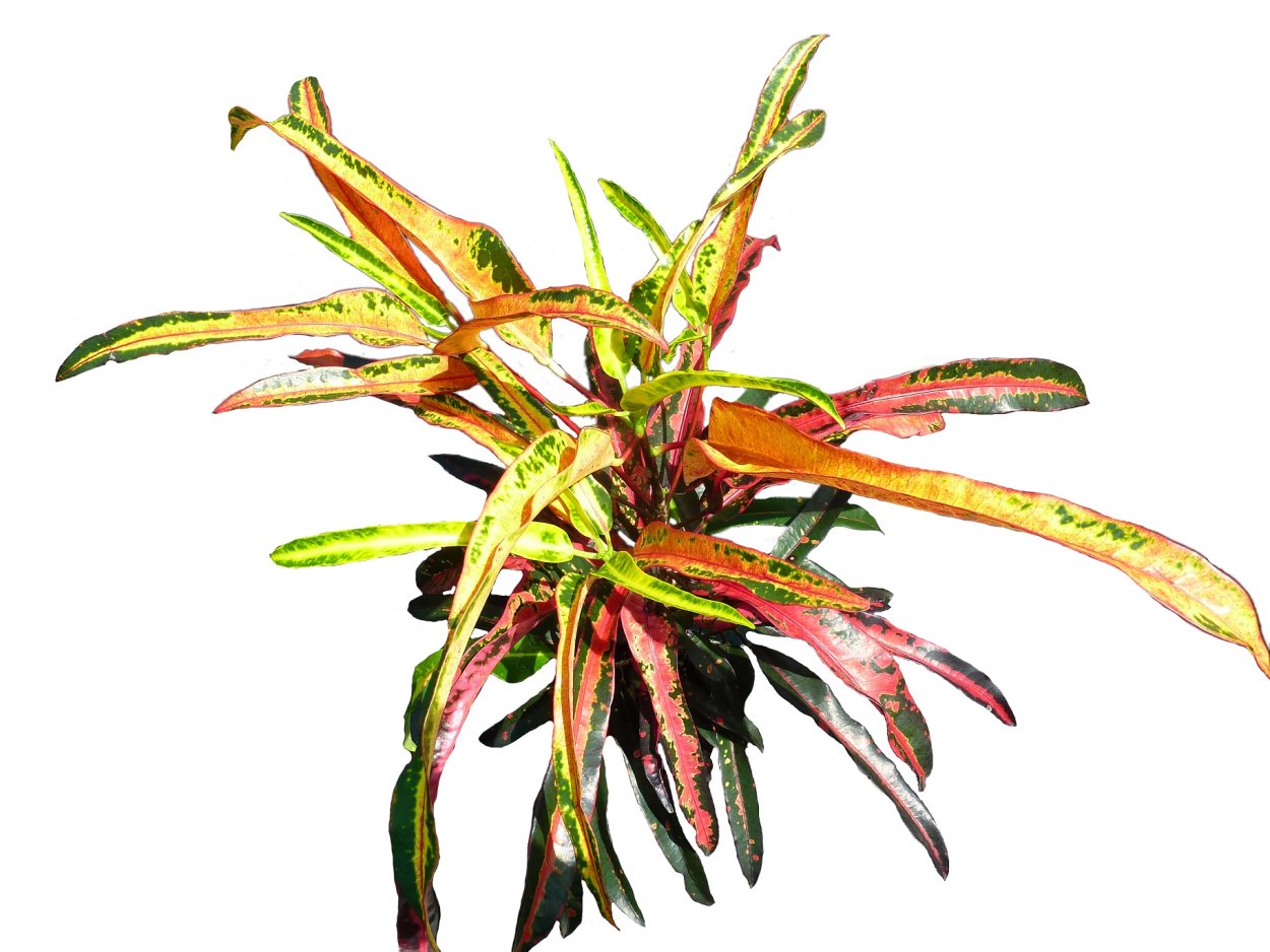 Кодиеум Голд Кинг