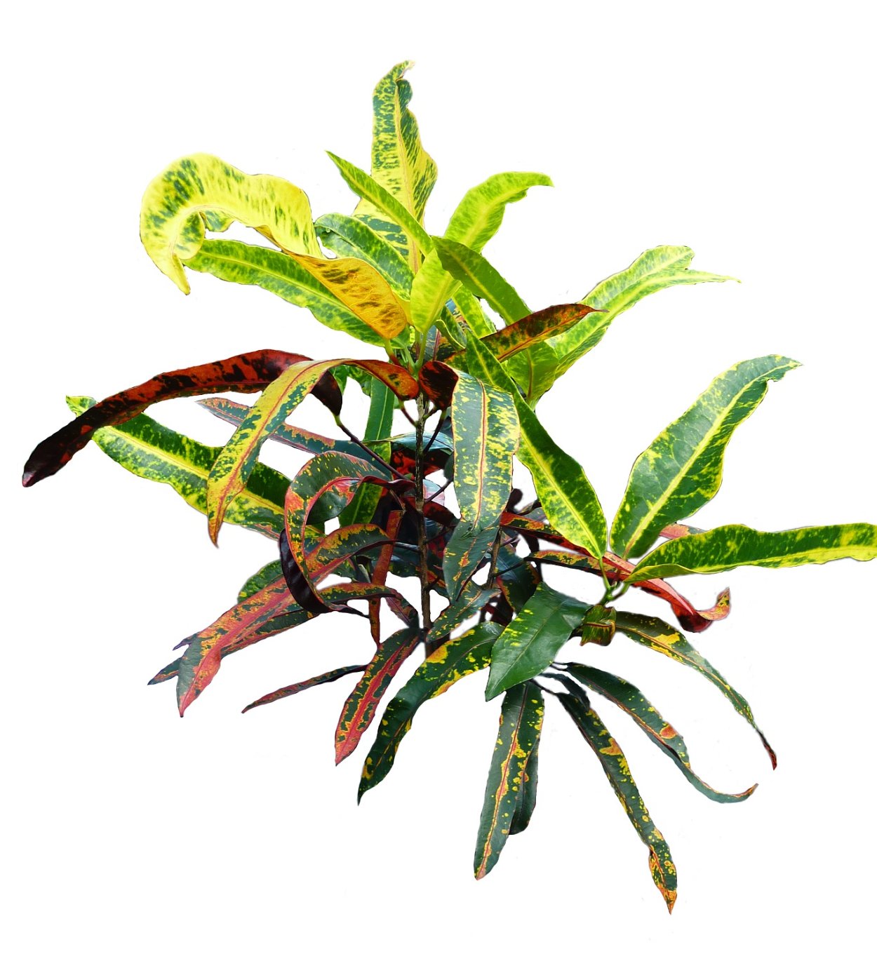 Кротон ред экскуренс