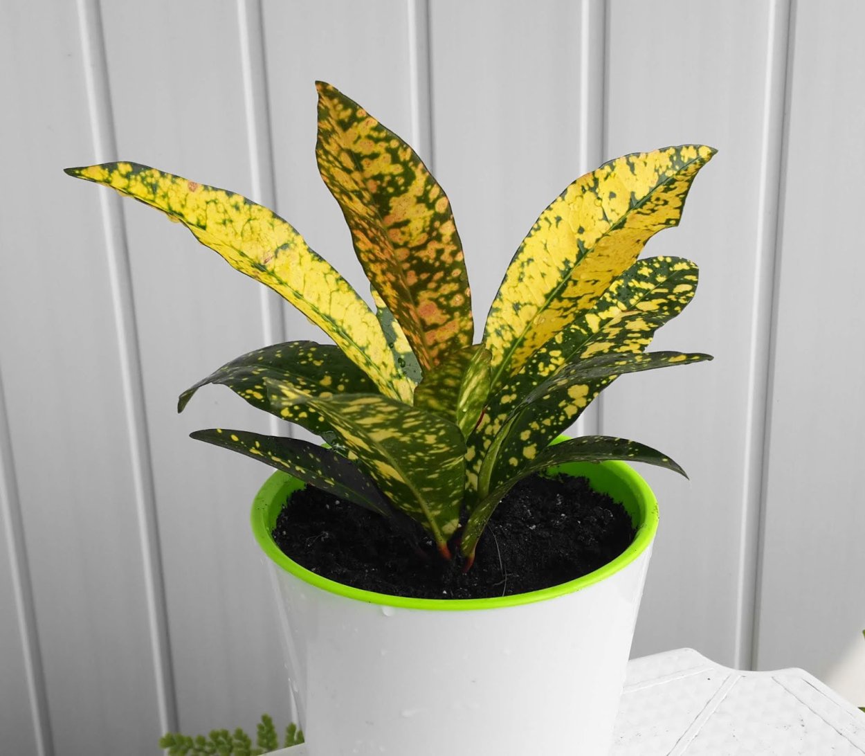 Кротон Санни Голд