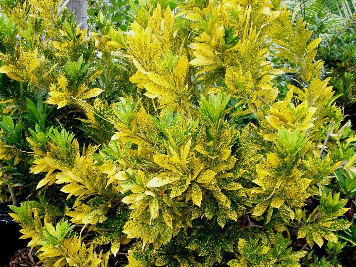 Кротон Королева Виктория