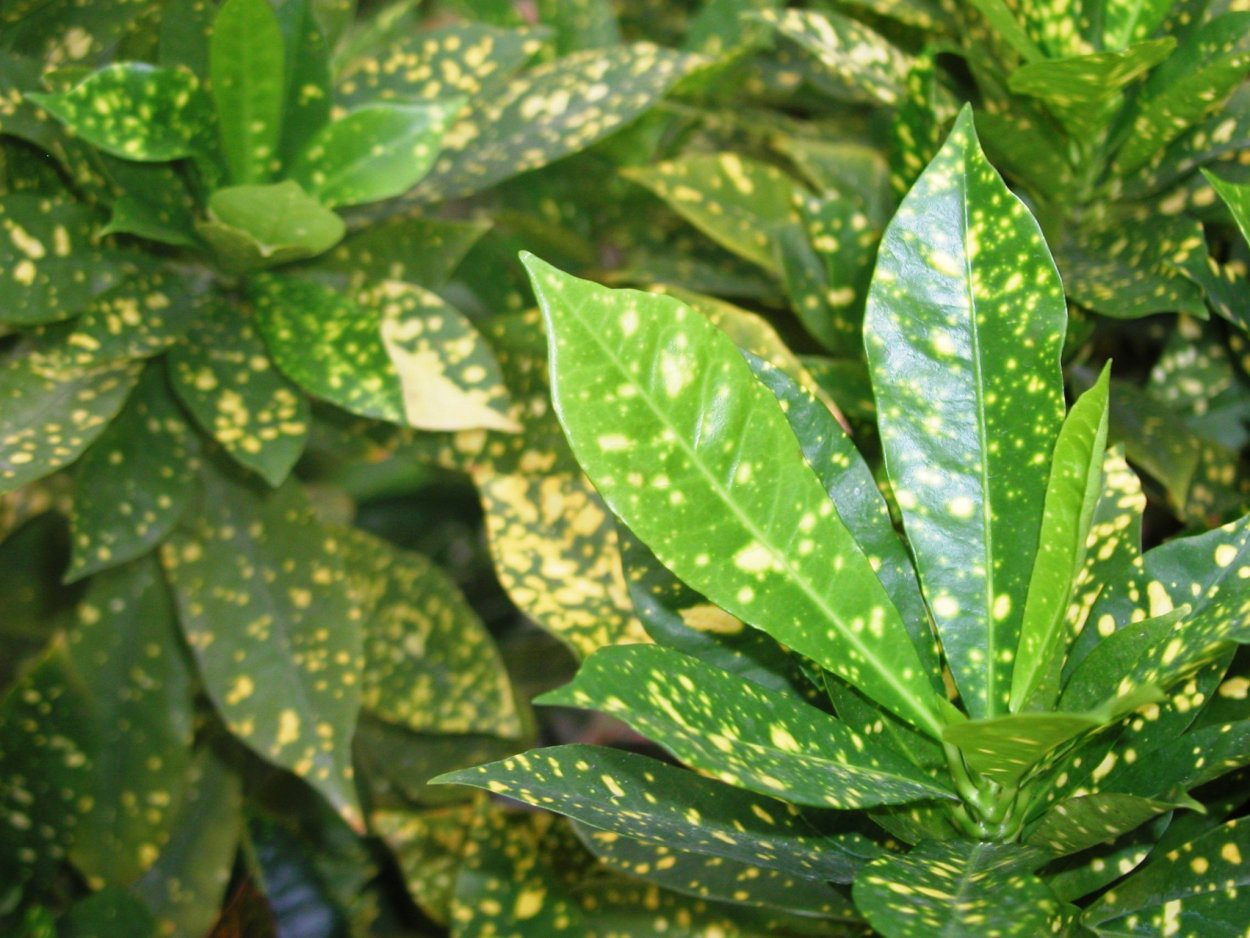 Кротон желтый с узкими листьями