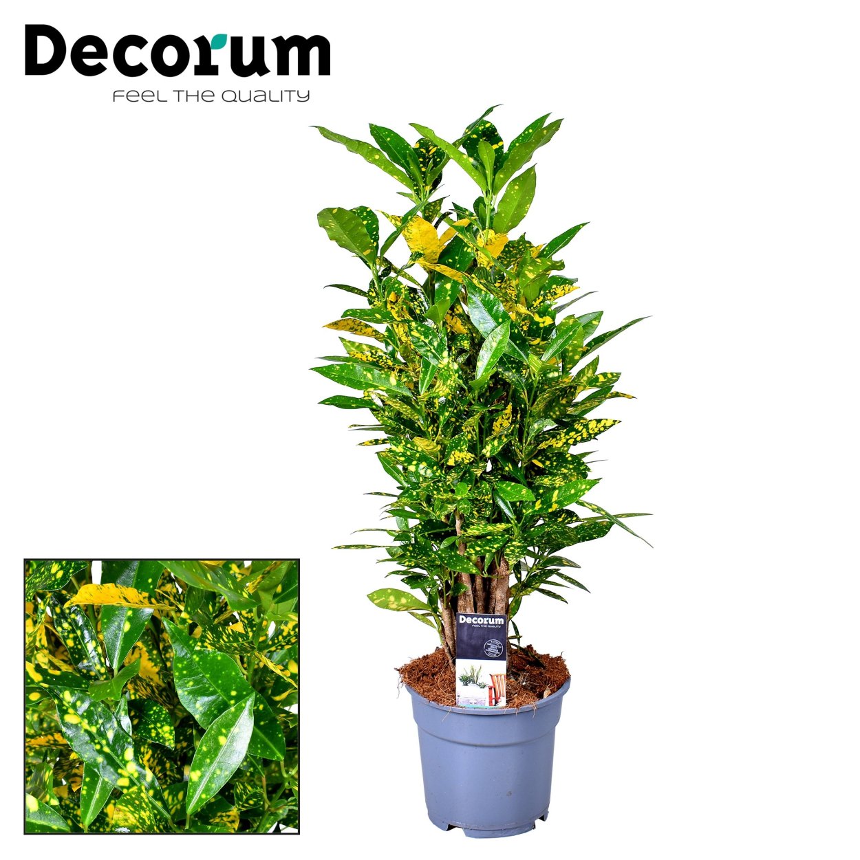 Кодиеум Экселент