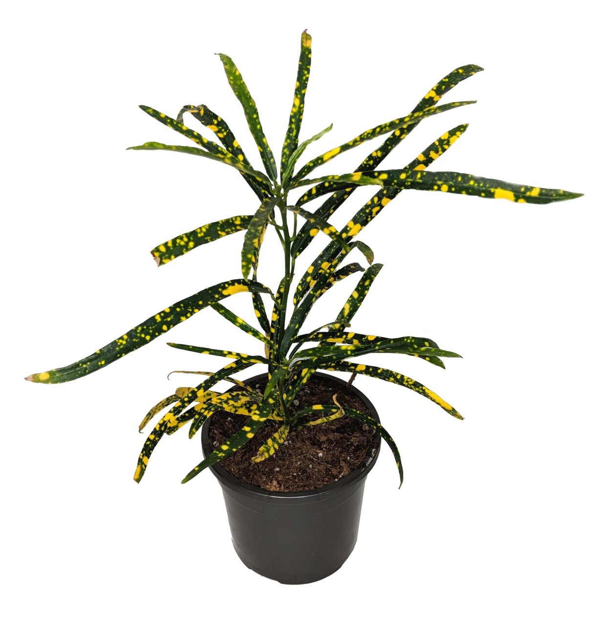 Кодиеум Голд Кинг