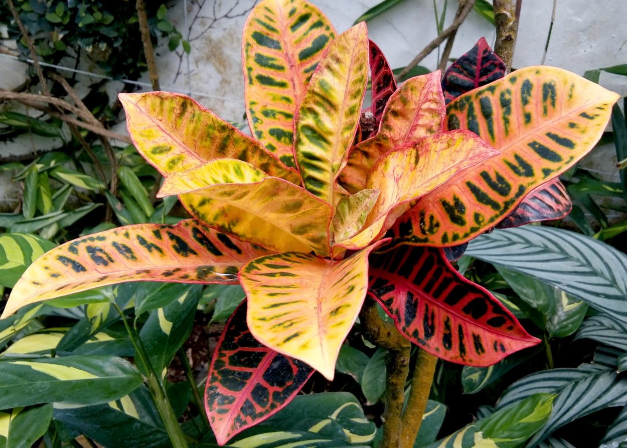 Кротон зеленый