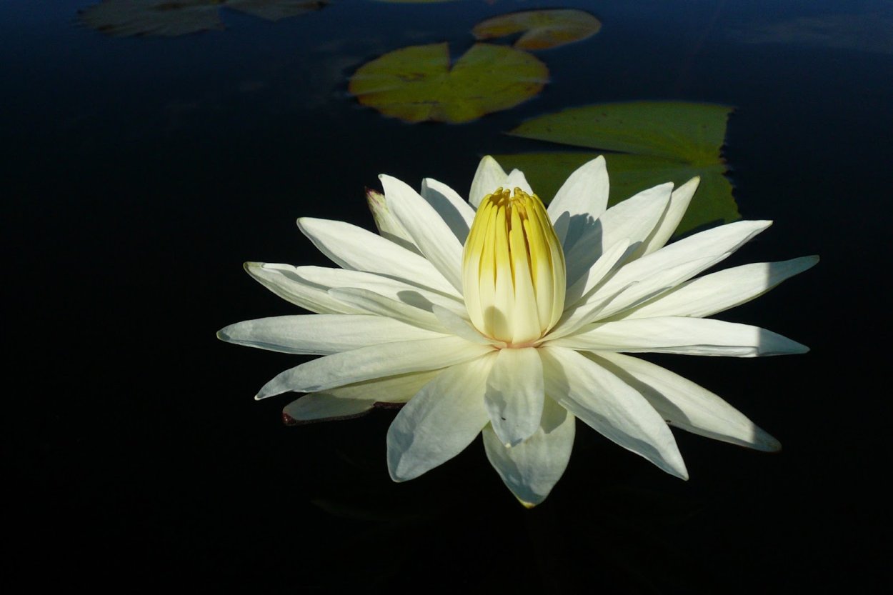 Голубой Лотос нимфея