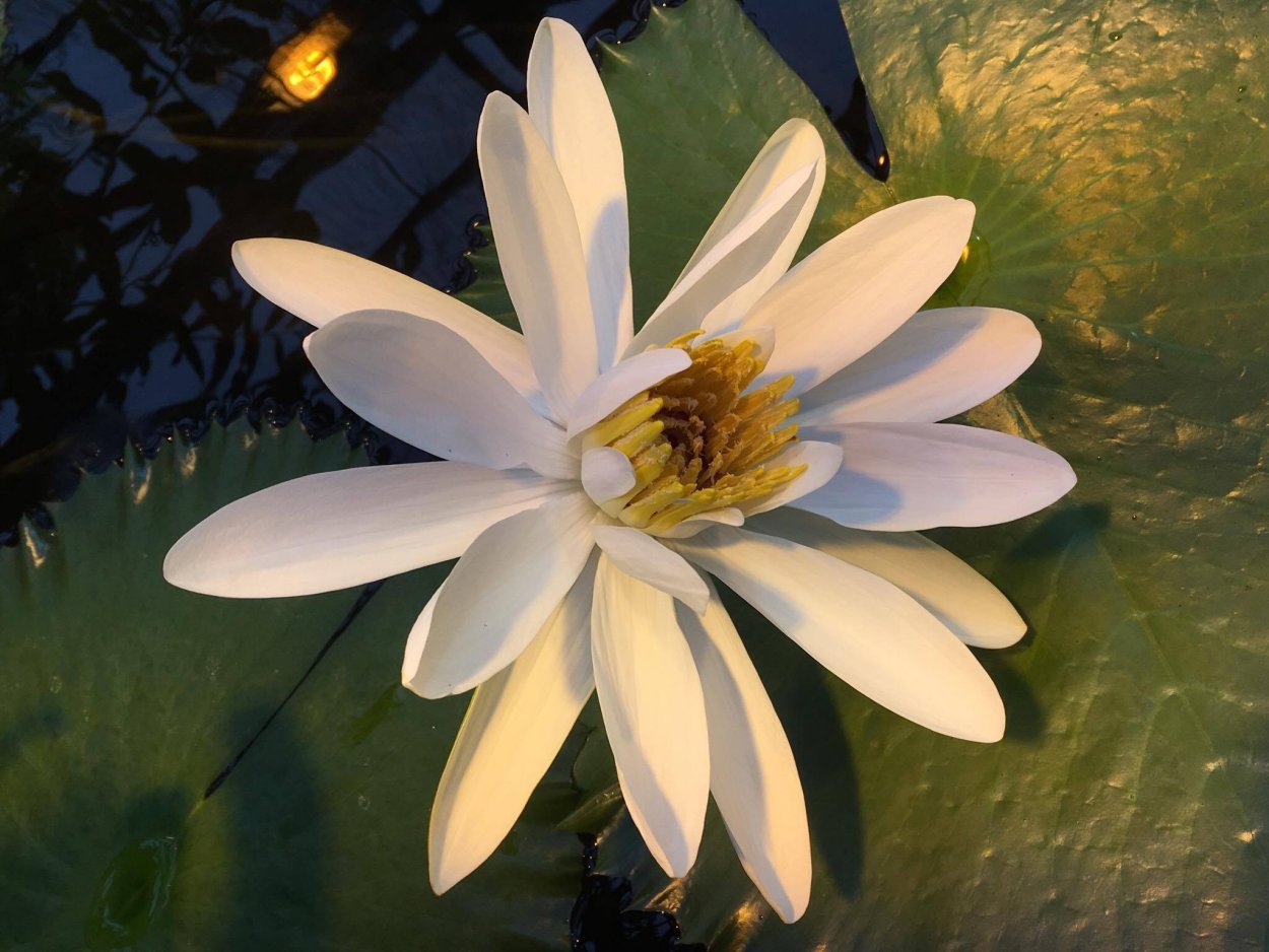 Египетская Нильская водяная Лилия