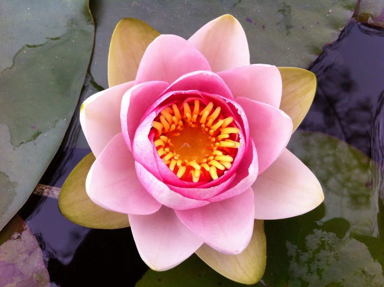 Керамика древний Египет фаянс