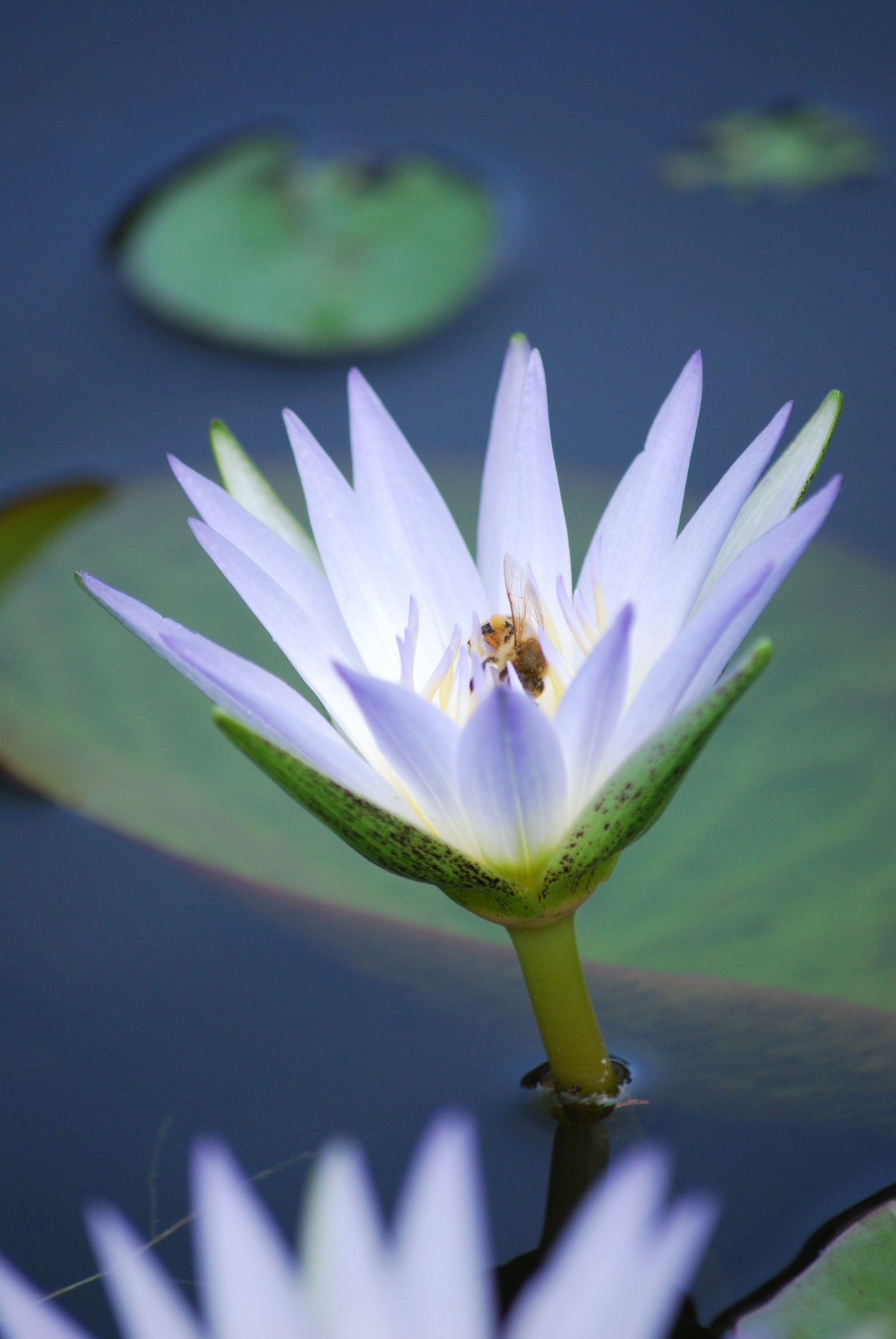 Водяная Лилия Египет